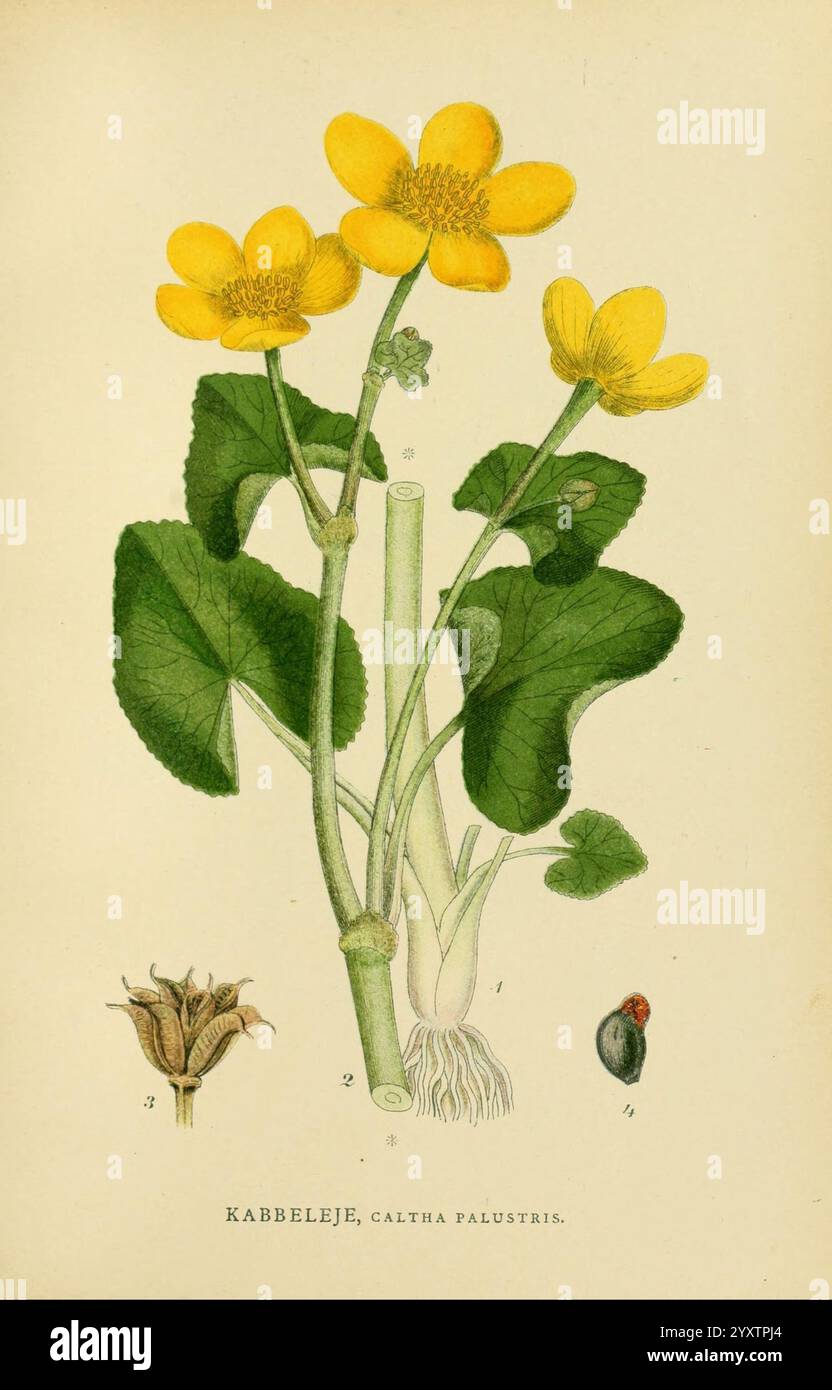 Billeder af Nordens Flora, København, G.E.C. Gad, 1901-1903 [d. h. 1907], Bildwerke, Pflanzen, Skandinavien, zeigt die Illustration die Caltha palustris, allgemein bekannt als Sumpfmarigold. Es zeigt leuchtend gelbe Blüten, die auf kräftigen Stängeln blühen und von breiten, herzförmigen grünen Blättern umgeben sind. Detaillierte Etiketten weisen auf verschiedene Pflanzenteile hin, einschließlich Blüten, Blätter und Wurzeln. Ein kleines Insekt, möglicherweise eine Fliege, ist in der Nähe abgebildet, was den natürlichen Lebensraum der Pflanze unterstreicht. Das Gesamtdesign unterstreicht die botanische Struktur des Sumpfringels und bietet einen Einblick in dessen Stockfoto