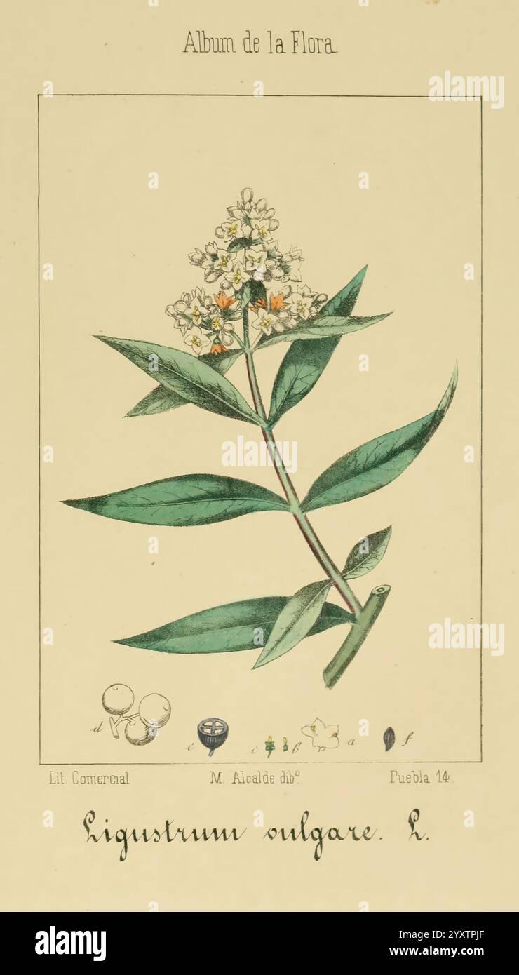 Album de la Flora me?dico-farmace?utica e Industrial, Indi?gena y exo?tica Madrid, impr. De la Galeria literaria, 1862-64. Botanik, Economic, Medicinal Plants, Pictorial Works, The New York Botanical Garden, Malcalde, die Illustration zeigt eine botanische Darstellung von Ligustrum vulgare, allgemein bekannt als Common privet. Sie zeigt einen detaillierten Blütenzweig, der durch kleine weiße Blüten gekennzeichnet ist, die sich gegen lange, glänzend grüne Blätter setzen. Um die Hauptabbildung herum befinden sich zusätzliche Elemente, darunter Darstellungen von Saatgut und ein Klassifizierungsschild, das den angibt Stockfoto