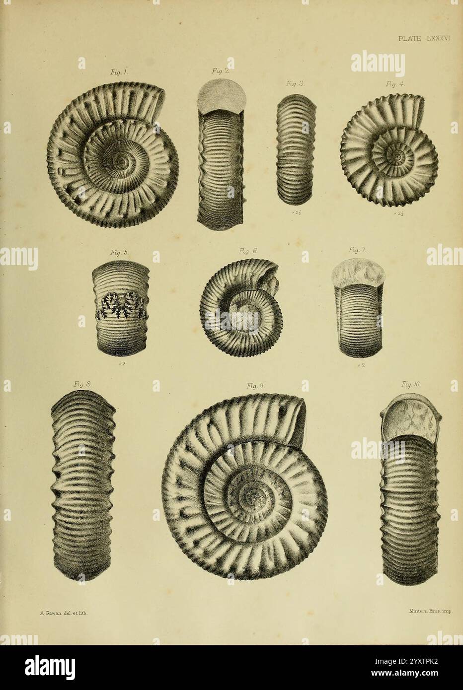 Monografie über die Lias Ammoniten der Britischen Inseln, London, gedruckt für die Palæontographical Society, 1878-86, Ammonoidea, Großbritannien, Jurassic, Paläontologie, diese Komposition enthält eine Reihe von detaillierten Illustrationen verschiedener Ammoniitfossilien. Jede Probe ist mit einer Zahlennummer gekennzeichnet, die ihre einzigartigen Formen und charakteristischen Spiralformen hervorhebt. Das Arrangement zeigt die Vielfalt der Ammoniitschalen mit unterschiedlichen Texturen und Mustern, was ihre evolutionäre Bedeutung demonstriert. Die sorgfältig gerenderten Linien betonen die komplizierten Details jedes Fossils Stockfoto