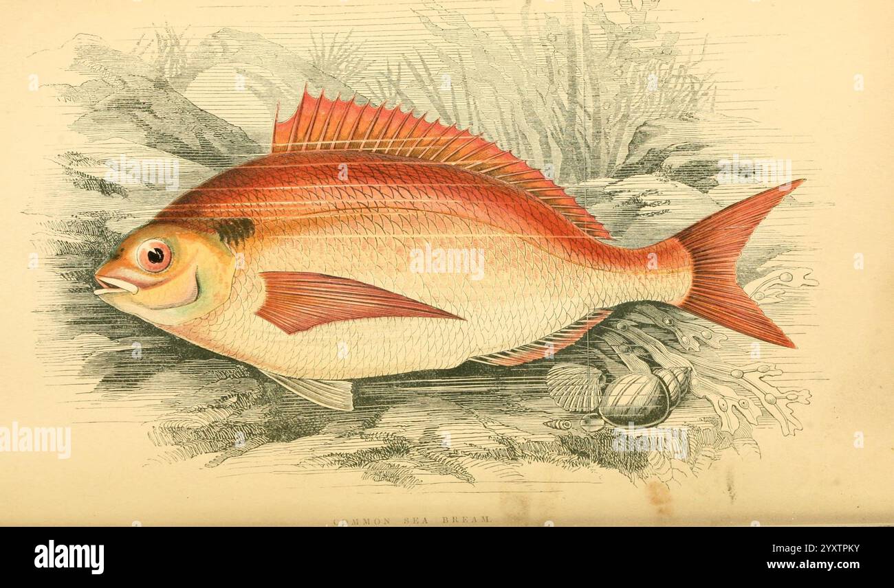 Geschichte der Fische der Britischen Inseln, 1862-65, Großbritannien, Fishes, Pagellus bogaraveo, die lebhafte Meerbrasse zeigt ihre unverwechselbaren Merkmale, darunter ein stromlinienförmiger Körper mit rötlichen Tönen und schimmernden Schuppen. Die markante Rückenflosse, die sich durch scharfe, spitze Stacheln auszeichnet, erstreckt sich anmutig entlang des Rückens, während die abgerundete Schwanzflosse ihr stromlinienförmiges Aussehen unterstreicht. Die großen, ausdrucksstarken Augen des Fisches deuten auf Wachheit hin, und sein Mund ist leicht geöffnet, wodurch kleine Zähne sichtbar werden. Vor dem Hintergrund der Unterwasserflora, einschließlich Weichkorallen und Muscheln Stockfoto Geschichte der Fische der Britischen Inseln, 1862-65, Großbritannien, Fishes, Pagellus bogaraveo, die lebhafte Meerbrasse zeigt ihre unverwechselbaren Merkmale, darunter ein stromlinienförmiger Körper mit rötlichen Tönen und schimmernden Schuppen. Die markante Rückenflosse, die sich durch scharfe, spitze Stacheln auszeichnet, erstreckt sich anmutig entlang des Rückens, während die abgerundete Schwanzflosse ihr stromlinienförmiges Aussehen unterstreicht. Die großen, ausdrucksstarken Augen des Fisches deuten auf Wachheit hin, und sein Mund ist leicht geöffnet, wodurch kleine Zähne sichtbar werden. Vor dem Hintergrund der Unterwasserflora, einschließlich Weichkorallen und Muscheln Stockfoto