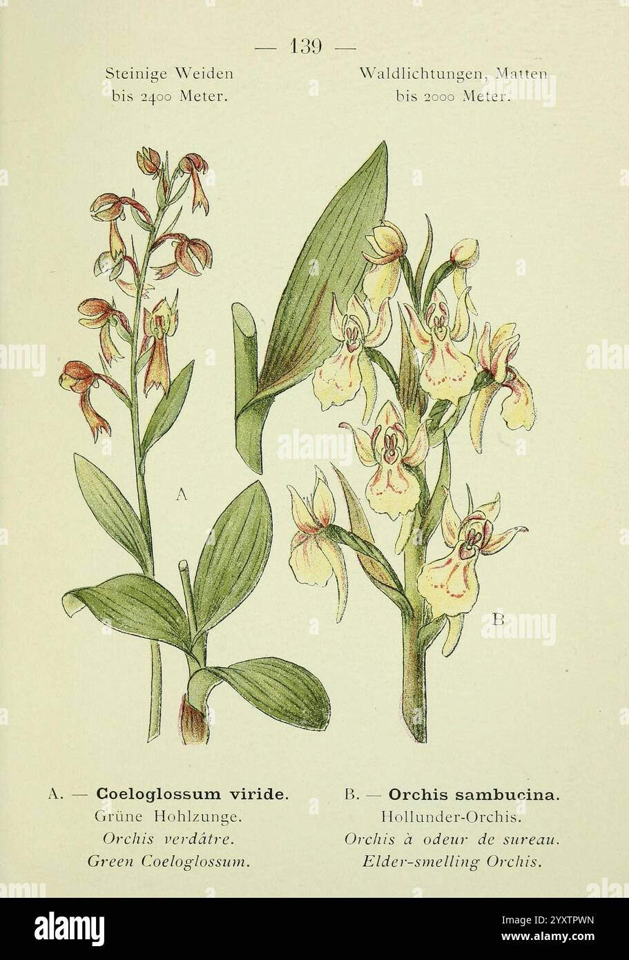 Alpen-Flora, Heidelberg, C. Winter, 1906, alps, Bergpflanzen, Bildwerke, grünes Coeloglossum, Holunder riechende orchis, Blume, die Illustration zeigt zwei Arten von Orchideen, die akribisch detailliert sind. Auf der linken Seite ist Coeloglossum viride, bekannt als das grüne Coeloglossum, gekennzeichnet durch seine langen Blätter und charakteristischen grünen Blütenspitzen. Auf der rechten Seite mit der Bezeichnung B zeigt sich Orchis sambucina, die für ihre einzigartige Blumenstruktur und den bemerkenswerten Holunderblütenduft bekannt ist. Beide Pflanzen sind mit ihren jeweiligen Blättern und Blüten dargestellt, was die Vielfalt und Intr Stockfoto