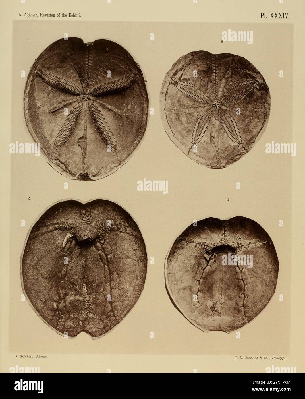 Revision der Echini Cambridge [Mass.], University Press, 1872-1874. Klassifizierung echinodermata Seeigel Museum der vergleichenden Zoologie, diese Illustration zeigt vier verschiedene Exemplare von Seeigeln, gekennzeichnet von 1 bis 4. Jede Probe weist einzigartige Eigenschaften auf, einschließlich Variationen in Form, Textur und Oberflächenmuster. Die Exemplare sind wahrscheinlich so angeordnet, dass sie ihre anatomischen Merkmale und taxonomischen Unterscheidungen hervorheben und die komplizierten Details ihrer Exoskelette betonen. Die Kennzeichnung legt nahe, dass der Schwerpunkt auf der wissenschaftlichen Klassifizierung liegt, möglicherweise im Zusammenhang mit Meeresbiolog Stockfoto