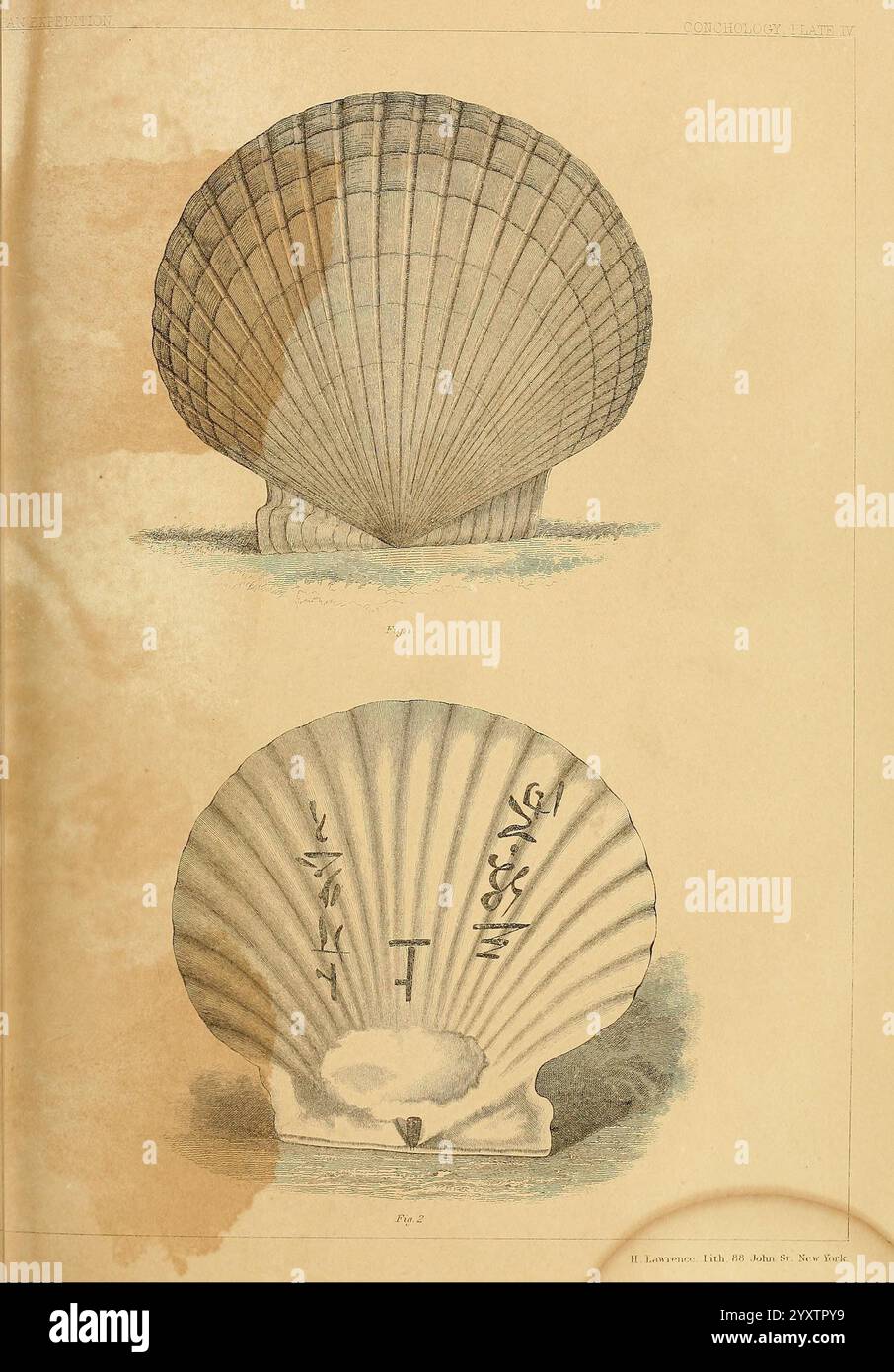 Erzählung über die Expedition einer amerikanischen Geschwader ins Chinesische Meer und Japan, Washington, Beverley Tucker, Drucker, 1856, Beschreibung, and Travel, Japan, United States Marineexpedition nach Japan 1852 1854, Muscheln, die Abbildung zeigt zwei detaillierte Darstellungen einer Muschelschale, die seine einzigartigen strukturellen Merkmale betont. Die obere Schale wird von der Seite betrachtet und hebt die Grate und Konturen ihrer Oberfläche hervor, während die untere Abbildung eine Frontansicht darstellt, die einen klaren Blick auf die Symmetrie der Schale und die komplizierten Texturen ermöglicht. Beide Aussichten erfassen die natürliche Schönheit und die gesamte Umgebung Stockfoto