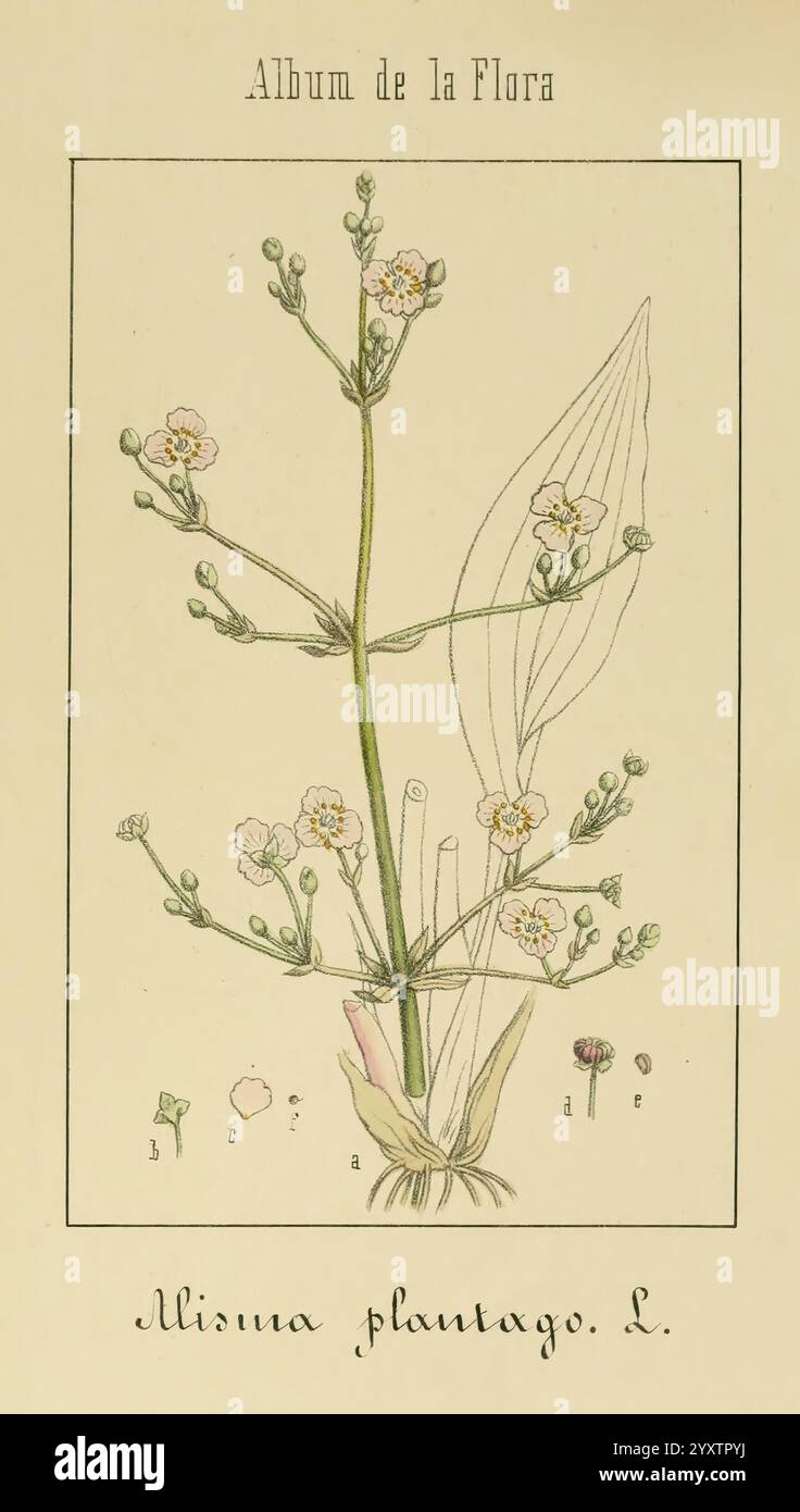 Album de la Flora me?Dico-Farmace?utica e? Industrie, Indi?gena y exo?tica, Madrid, Impr. De la Galeria literaria, 1862-64, Heilpflanzen, Bildwerke, Botanik, ökonomisch, eine Illustration der Pflanzenart Mimulus plantago L., die ihre empfindliche Struktur zeigt. Die Pflanze verfügt über einen schlanken Stiel, der mit kleinen, gruppierten Blüten verziert ist, die einen Hauch von Farbe tragen. Unter den Blüten tauchen mehrere schmale, längliche Blätter auf, die einen lebhaften grünen Farbton zeigen. Zusätzliche botanische Details sind an der Basis enthalten, die die einzigartigen Eigenschaften dieser Pflanze wie ihre Wachstumsform und hervorheben Stockfoto