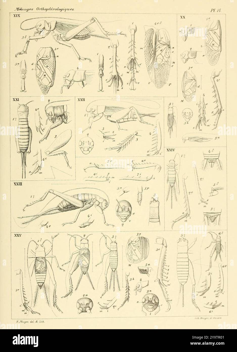 Mélanges Orthoptérologiques, Genève H. Georg, 1877 Orthoptera, diese Abbildung zeigt eine Sammlung detaillierter anatomischer Untersuchungen verschiedener Insektenarten. Jedes Segment ist sorgfältig mit römischen Zahlen und Zahlen beschriftet, die bestimmte Teile der untersuchten Anatomie anzeigen. Die Zeichnungen zeigen eine Vielzahl von Insekten, wobei ihre strukturellen Komponenten hervorgehoben werden, darunter Exoskelett, Beine, Flügel und innere Organe. Die präzise Linienarbeit unterstreicht die Feinheiten der Insektenmorphologie und bietet wertvolle Einblicke in ihre unterschiedlichen Formen und Anpassungen. Das Ende Stockfoto