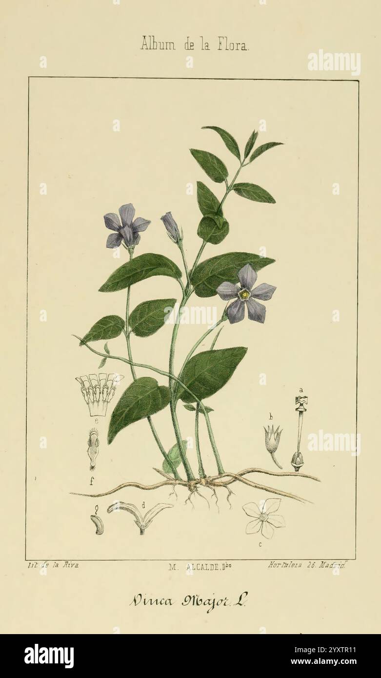 Album de la Flora me?Dico-Farmace?utica e? Industrie, Indi?gena y exo?tica Madrid, impr. De la Galeria literaria, 1862-64, Botanik, Wirtschaft, Heilpflanzen, malerische Werke, im Garten von Malcalde, zeigt diese Illustration eine detaillierte Darstellung der Viola odorata, allgemein bekannt als süßes Violett. Die Pflanze zeigt sich mit ihren zarten, herzförmigen Blättern und den klassischen lila Blüten, die an den Spitzen der schlanken Stiele blühen. Um die zentrale Pflanze herum werden verschiedene Stufen und Teile der Blüte dargestellt, einschließlich der Wurzelstruktur und anderer botanischer Merkmale. Das ti Stockfoto