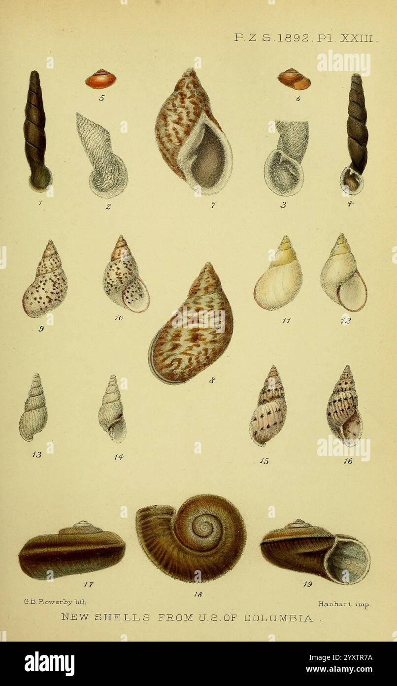 Proceedings of the Zoological Society of London, London, Academic Press, Zoology, Shells, diese Illustration zeigt eine Sammlung verschiedener Muscheln aus Kolumbien, die ihre verschiedenen Formen und komplizierten Muster zeigen. Jede Schale ist als Referenz nummeriert, wobei verschiedene Arten dargestellt werden, die sowohl ihre einzigartigen Formen als auch ihre Texturen hervorheben. Die Muscheln reichen von eleganten Spiralen bis hin zu breiteren, flacheren Formen und weisen eine Vielzahl von Farben und Markierungen auf, die die Schönheit der Meereslebewesen unterstreichen. Die detaillierte Darstellung dient dazu, die Natur und die Varietät zu erziehen und zu schätzen Stockfoto