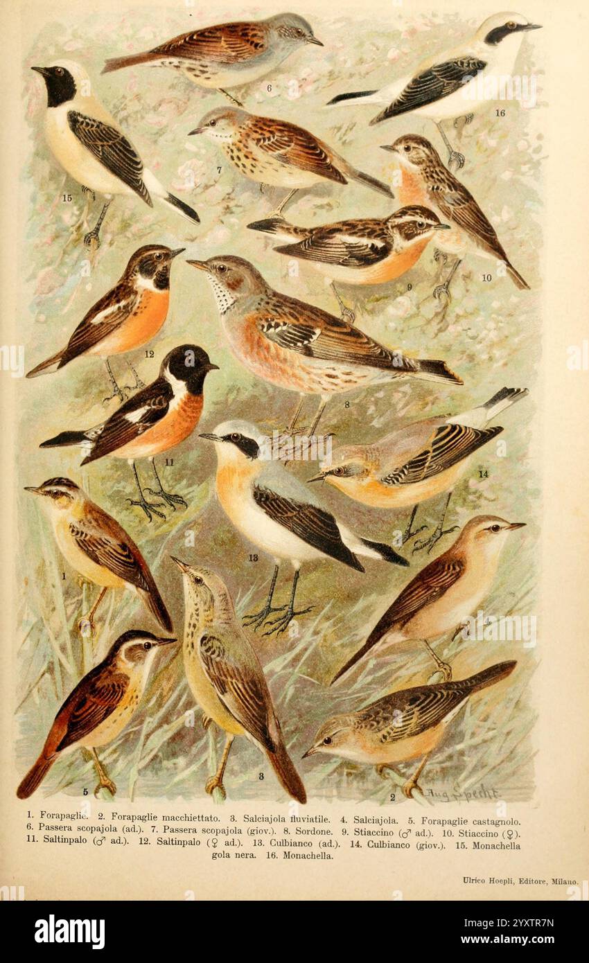 Atlante ornitologico, 1902, Birds, Europe, Eine Sammlung verschiedener Vogelarten, dargestellt in einer detaillierten Illustration, die ihr eigenes Gefieder und ihre Merkmale zeigt. Jeder Vogel ist mit einer Nummer und einem Namen gekennzeichnet, was seine einzigartigen Eigenschaften hervorhebt. Die Anordnung der Vögel ermöglicht den Vergleich von Farben und Mustern, wodurch ihre Vielfalt betont wird. Der Hintergrund ist subtil gestaltet, um die visuelle Darstellung der Vogelmotive zu verbessern und macht ihn zu einer informativen Darstellung der Vogelmotive. Stockfoto