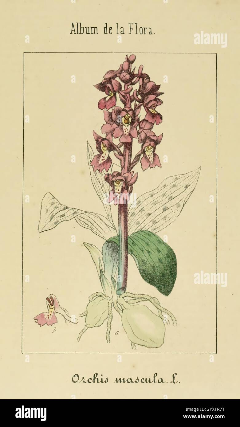 Album de la Flora me?Dico-Farmace?utica e? Industrie, Indi?gena y exo?tica, Madrid, Impr. De la Galeria literaria, 1862-64, Heilpflanzen, Bildwerke, Botanik, ökonomisch, eine Illustration der Orchis macula, einer Orchideenart, die für ihre Besonderheiten bekannt ist. Der zentrale Blütenstängel zeigt mehrere Blüten mit einem satten violetten Farbton und komplizierten Mustern, die die detaillierte Struktur jeder Blume hervorheben. Faszinierende grüne Blätter mit einem gesprenkelten Aussehen verankern die Pflanze, während kleinere Knospen an der Basis zu sehen sind, was auf neues Wachstum hinweist. Die Beschriftung unter dem Bild lautet „Album“ Stockfoto