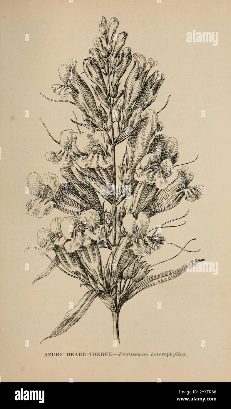 Die wilden Blumen von Kalifornien, San Francisco, Payot, Upham, & Company, 1902. kalifornien, Wildblumen, penstemon heterophyllus, die Abbildung zeigt eine detaillierte Darstellung der Azure Bartzunge, wissenschaftlich bekannt als Pentastemon heterophyllus. Diese blühende Pflanze zeigt langgezogene, schlanke Stämme, die mit zarten Blüten verziert sind. Die Blüten weisen eine einzigartige Form auf, die sich durch ihre röhrenförmige Struktur auszeichnet und wahrscheinlich mit weichen, fließenden Linien dargestellt werden, die ihre natürliche Schönheit betonen. Das Laub, bestehend aus verschiedenen Blattformen und -Größen, ergänzt das Gesamtbild Stockfoto