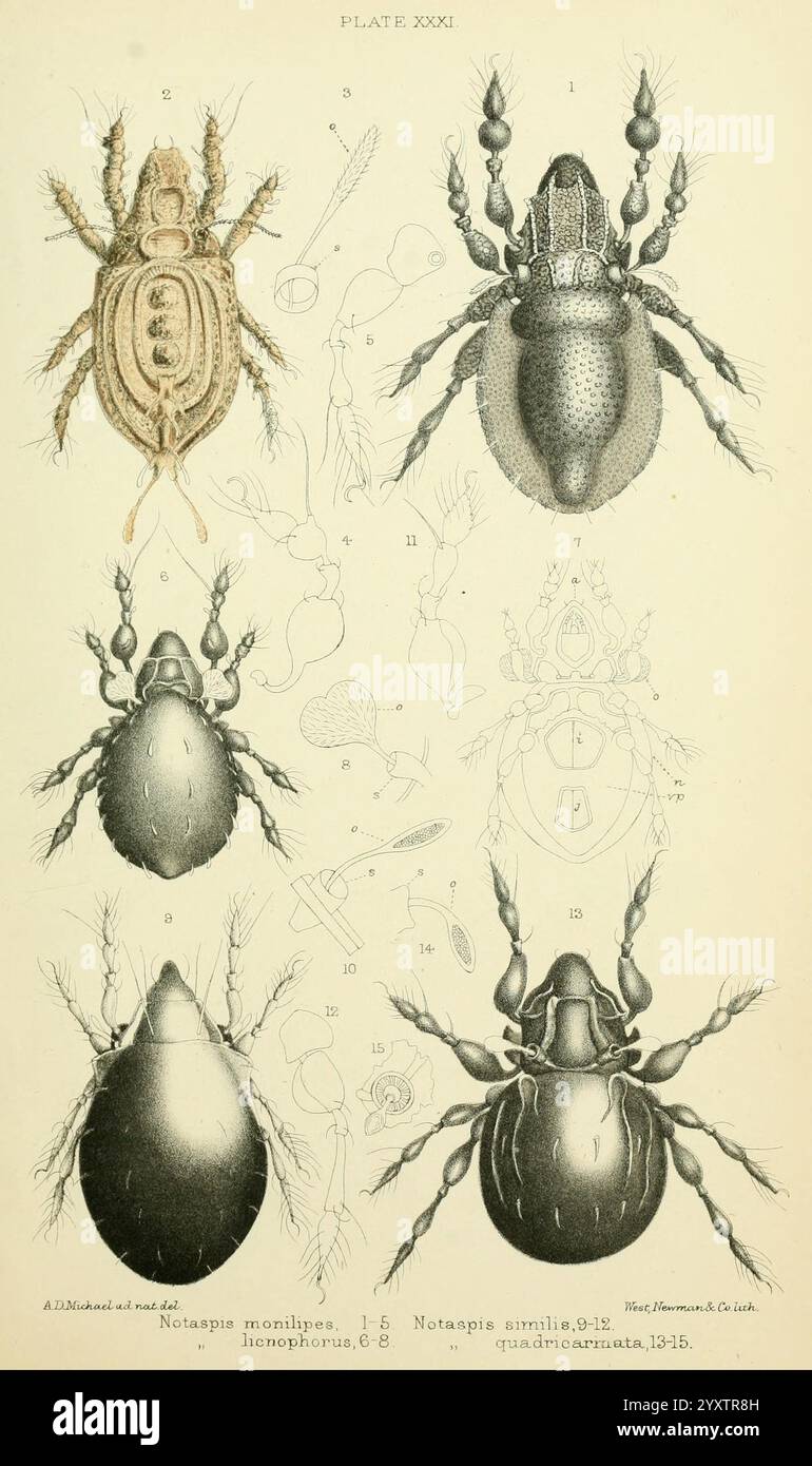 British Oribatidae, London, The Ray Society, 1884-1888, Großbritannien, Milben, Arachnida, Oribatidae., Eine detaillierte wissenschaftliche Illustration über verschiedene Arten von Arachniden. Die obere Reihe zeigt eine Notaspide, die sowohl dorsale als auch ventrale Ansichten sowie komplizierte anatomische Details anzeigt. Die untere Reihe zeigt zwei weitere Arten, eine mit einer glatten, eiförmigen Form und die andere mit unterschiedlichen Merkmalen, einschließlich langgezogener Anhängsel und segmentierter Körperteile. Jede Probe ist akribisch mit numerischen Referenzen zur Identifizierung und Untersuchung gekennzeichnet, die die Vielfalt und die KOM verdeutlichen Stockfoto