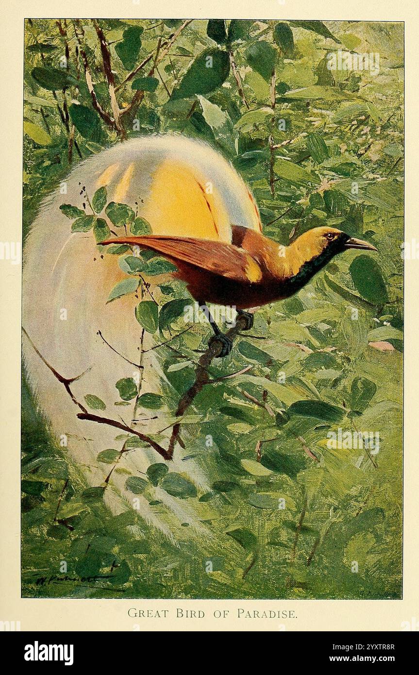 Wild Life of the World, London, F. Warne and Co, 1916, Zoologie, Paradiesvogel, Friedrich Wilhelm Kuhnert, Richard Lydekker, Vögel, Ornithologie, Paradisaea apoda, Paradisaea apoda, Greater Bird of Paradise, Eine lebendige Darstellung des Großen Paradiesvogels mit seinem auffälligen Gefieder und seinen komplizierten Details. Der Vogel liegt inmitten üppiger Vegetation, mit seinen lang gezogenen Schwanzfedern, die elegant verteilt sind und einen atemberaubenden visuellen Kontrast zum umgebenden Laub schaffen. Die satten Farben des Vogels verstärken seine majestätische Präsenz, während weiche Pinselstriche Bewegung suggerieren und einen Moment von g einfangen Stockfoto