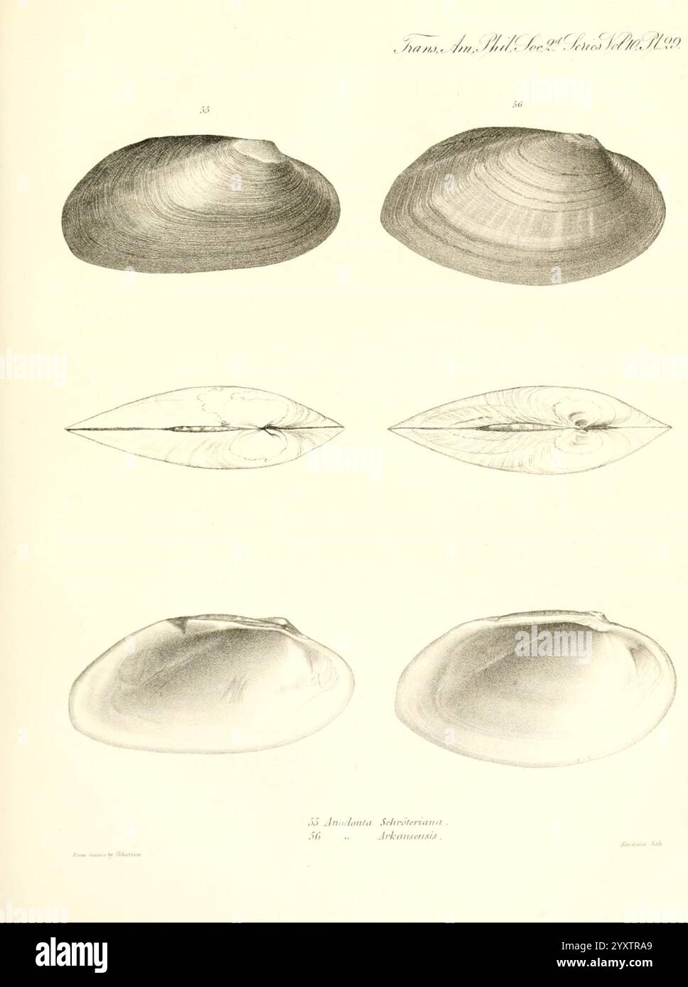 Transaktionen der American Philosophical Society, Philadelphia, der Wissenschaft, der Gesellschaften usw., die Abbildung zeigt verschiedene Ansichten verschiedener Arten von Zweiventilschalen und bietet detaillierte Darstellungen ihrer unterschiedlichen Formen und Strukturen. Der obere Abschnitt weist eine symmetrische, abgerundete Schalenform auf, die aus mehreren Winkeln betrachtet wird und die glatte, gekrümmte Oberfläche hervorhebt. Der mittlere Abschnitt zeigt eine ovalere Schale, die Einblicke in die innere Struktur und den Scharnierbereich bietet. Der untere Abschnitt enthält ein weiteres Beispiel für eine Zweiventilklappe, das sein leicht abgewickeltes Aussehen betont. Jede spe Stockfoto