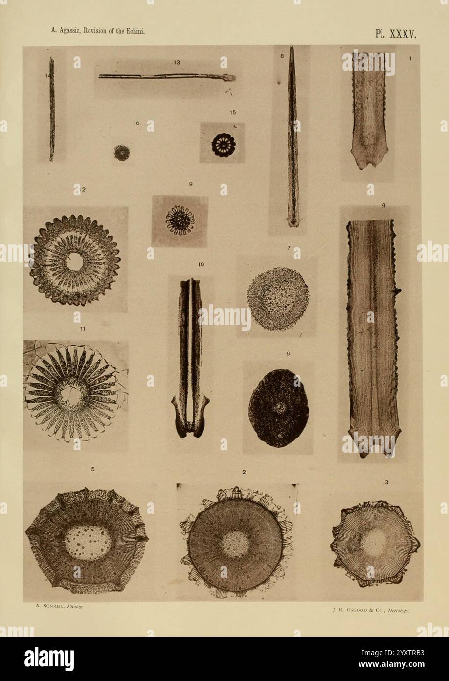 Revision der Echini Cambridge, Mass, University Press, 1872-1874 Klassifikation Echinodermata Sea urchins Museum of Comparative Zoology, diese Sammlung zeigt verschiedene komplexe Strukturen, die wahrscheinlich verschiedene Arten mikroskopischer Organismen oder Zellformen hervorheben. Jedes Element ist als Referenz nummeriert, wobei einige mit radialen Mustern oder symmetrischen Mustern versehen sind, die auf biologische Bedeutung hinweisen. Die Vielfalt der Formen, von kreisförmig bis länglich, deutet auf eine Vielzahl von Funktionen oder Anpassungen in der natürlichen Welt hin. Die detaillierten Darstellungen betonen die Komplexität und die Be Stockfoto