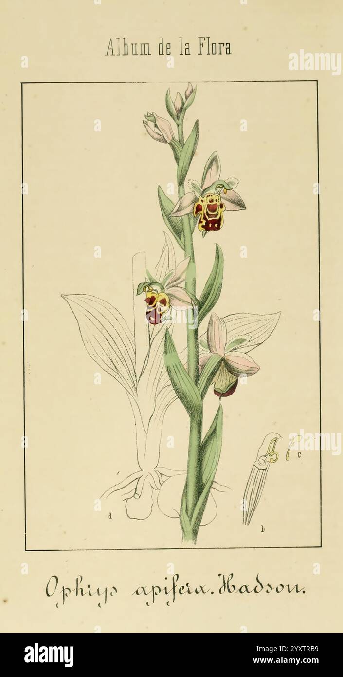 Album de la Flora me?Dico-Farmace?utica e? Industrie, Indi?gena y exo?tica, Madrid, Impr. De la Galeria literaria, 1862-64, Heilpflanzen, Bildwerke, Botanik, ökonomisch, Eine botanische Illustration, die die Orchidee Ophrys apifera darstellt, die allgemein als Bienenorchidee bekannt ist. Die Zeichnung zeigt einen hohen Stamm mit mehreren Blüten, der durch einzigartige Markierungen gekennzeichnet ist, die einer Biene ähneln, was dazu beiträgt, Bestäuber anzulocken. Zarte grüne Blätter treten aus der Basis hervor und ergänzen die komplizierten Details der Blüten. Die eleganten Linien und sanften Farben unterstreichen die natürliche Schönheit und den Teint Stockfoto
