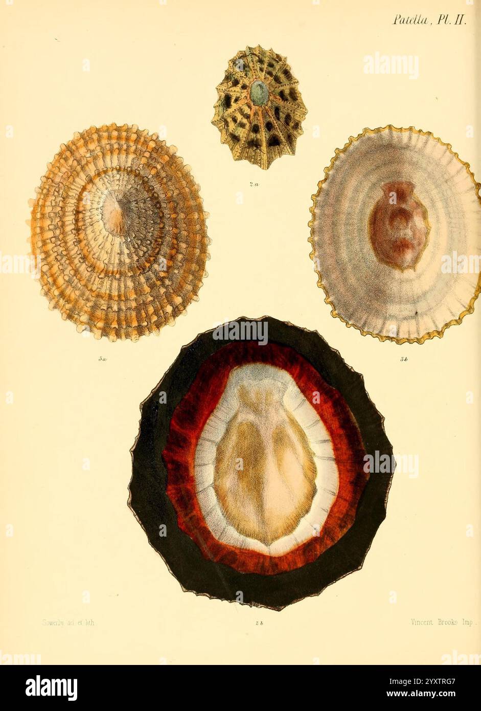 Conchologia iconica oder Illustrationen der Muscheln von Weichtieren London, Reeve, Brothers, 1843-1878. Mollusks Pictorial Works Muscheln, die Illustration zeigt eine Vielzahl von Muscheln, jede akribisch detailliert, um ihre einzigartigen Strukturen und Texturen hervorzuheben. Oben links hebt sich eine wunderschön gemusterte Schale mit radialen Rippen und einem zentralen Punkt hervor, ergänzt durch eine abgerundete Schale auf der rechten Seite mit weichen, welligen Kanten. Unten zieht eine größere, aufwändig gestaltete Schale mit ihren leuchtenden Farben die Aufmerksamkeit auf sich und zeigt ein tiefrotes Außenfutter, das einen Kontrast zum Smoo bildet Stockfoto