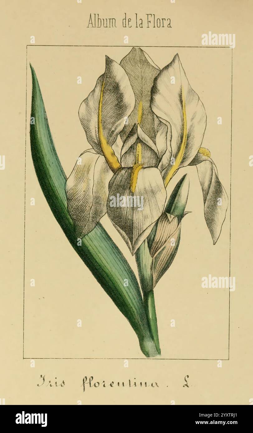 Album de la Flora me?Dico-Farmace?utica e? Industrie, Indi?gena y exo?tica, Madrid, Impr. De la Galeria literaria, 1862-64, Heilpflanzen, Bildwerke, Botanik, Economy, Eine wunderschön illustrierte Darstellung der Iris florentina mit ihren zarten, langen Blütenblättern, die mit dezenten Tönen und komplizierten Details verziert sind. Die Blüte steht hoch, mit leuchtenden gelben Akzenten, die sich von den cremeweißen Blüten abheben und ihre Eleganz unterstreichen. Um die Blüte herum erstreckt sich ein üppiges grünes Blatt, das die natürliche Schönheit und Struktur der Pflanze betont. Der Titel „Album de la Flora“ Stockfoto