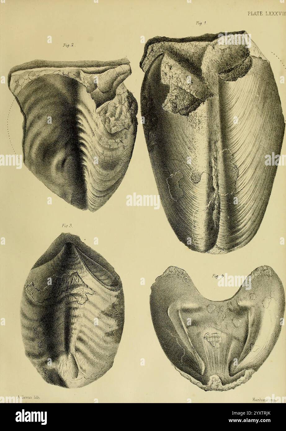 Monografie über die Lias Ammoniten der Britischen Inseln London gedruckt für die Palæontographical Society 1878-86 Ammonoidea Great Britain Jurassic Paleontology, die Illustration zeigt eine Sammlung von vier verschiedenen muschelartigen Strukturen, die systematisch für Studien organisiert sind. Jede Schale ist zur einfachen Referenz mit einer Zahlennummer versehen. Die präsentierten Sorten weisen einzigartige Formen und Texturen auf, die die komplizierten Muster und Details ihrer Art hervorheben. Die Präparate werden mit sorgfältiger Aufmerksamkeit auf ihre Konturen präsentiert, wobei Merkmale wie Grate, Rillen, und hervorgehoben werden Stockfoto