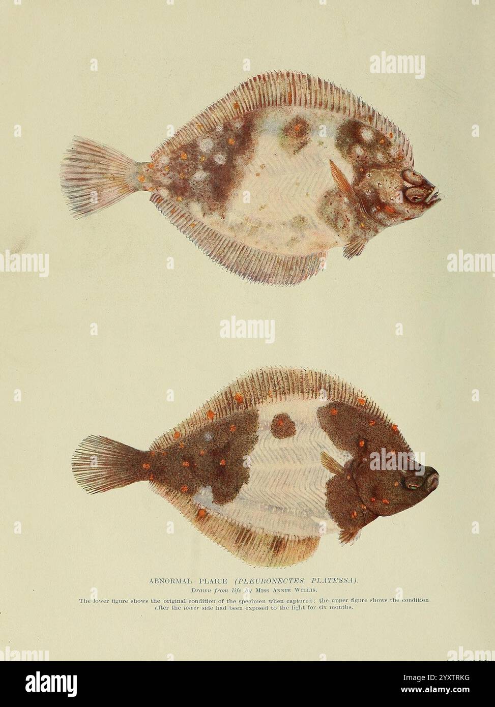 Tierleben und die Welt der Natur, London, Hutchinson, 1902-1904, Naturgeschichte, Zeitschriften, Zoologie, die Illustration zeigt zwei Flunder, die ihre einzigartigen Formen und Muster zeigen. Der obere Flunder weist eine ausgeprägtere Färbung und Markierungen auf, wobei der Körper durch farbliche Flecken hervorgehoben wird. Das untere Exemplar weist eine leicht unterschiedliche Anordnung von Farben und Texturen auf, was die Vielfalt der Arten unterstreicht. Der wissenschaftliche Name Pseudopleuronectes platessa ist deutlich unter den Fischen platziert und weist auf seine Klassifizierung hin. Diese Abbildung hebt hervor Stockfoto