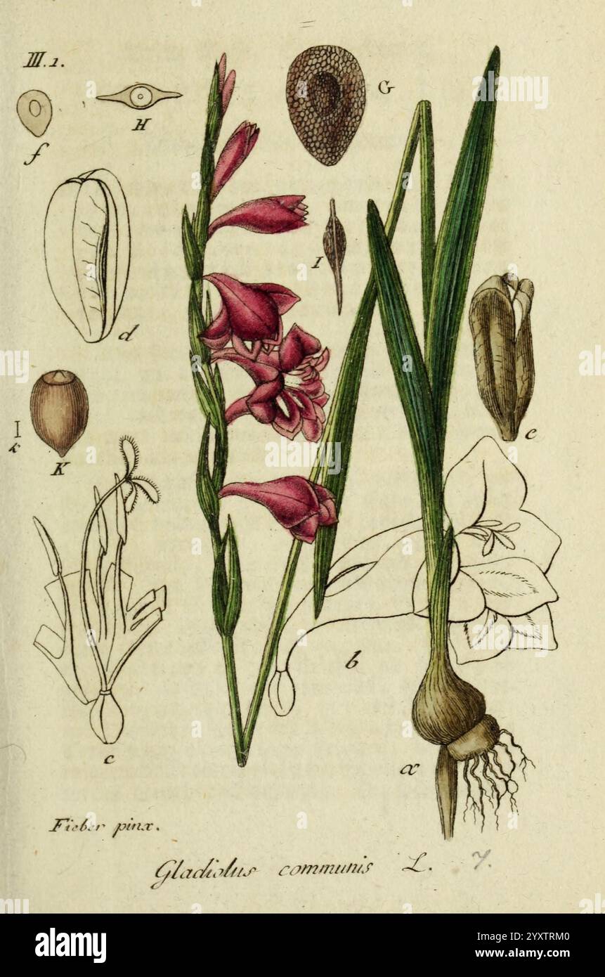 Deutschlands, Flora, in, abbildungen, nach, der, Natur, Nürnberg, Gedruckt, auf, kosten, des, verfassers, 1798-[1862], Deutschland, Botanik, Gladiolus communis, die Illustration zeigt verschiedene botanische Elemente des Gladiolus communis, allgemein bekannt als Schwertlilie. In der Mitte zeigt ein blühender Stachel leuchtende röhrenförmige Blüten, die auffällig Rosa- und Violettschattierungen aufweisen. Um diese Hauptabbildung herum sind detaillierte Darstellungen der Pflanzenteile, einschließlich der Zwiebelwurzeln, des Laubs und der Samen, zu sehen. Jede Komponente ist zur einfachen Identifizierung mit Buchstaben versehen, die die Komplexität veranschaulichen Stockfoto