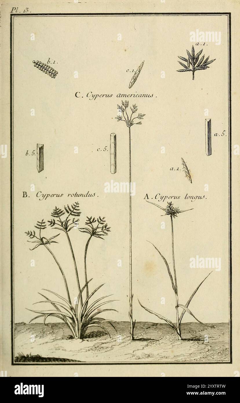 Les Figures des plantes et animaux d'use en medicine, Paris, Desprez, 1764-1765, materia, medica, Bildwerk, diese Illustration zeigt verschiedene Arten der Gattung Cyperus, allgemein bekannt als Seggen. Es gibt drei verschiedene Typen mit den Bezeichnungen A, B und C, die jeweils einzigartige Merkmale aufweisen. - **A. Cyperus longus** ist mit langen Stängeln und schlanken Blättern vertreten, was auf ein hohes, grasbewachsenes Aussehen hindeutet. - **B. Cyperus rotundus** verfügt über kürzere, rundere Stiele und breitere Blätter, was auf seine robuste Wachstumsgewohnheit hinweist, die häufig in feuchteren Umgebungen zu finden ist. - **C. Cyperus americanus* Stockfoto