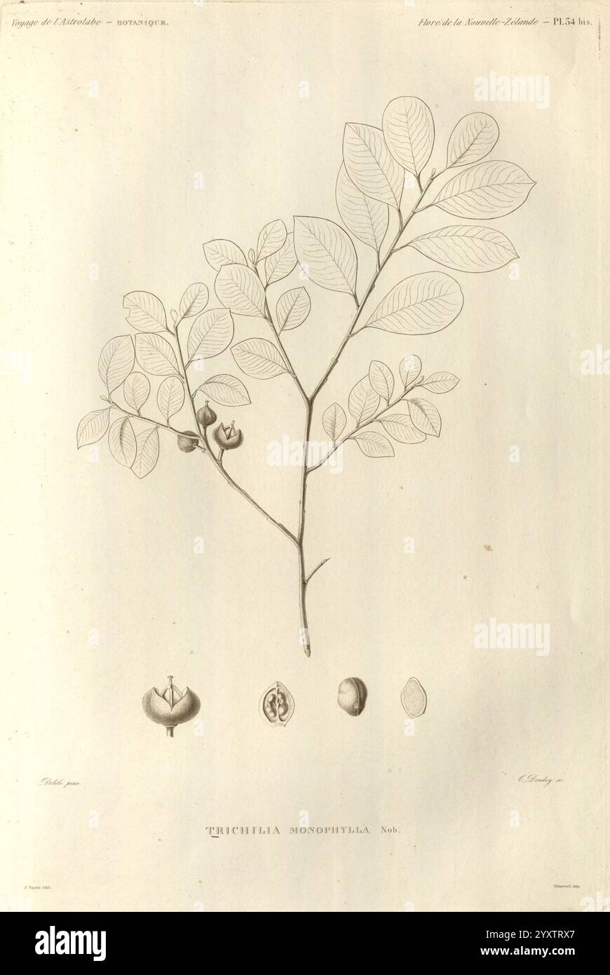 Voyage de la corvette l'Astrolabe Paris, J. Tastu, 1830-1834., Eine botanische Illustration, die einen Zweig einer Pflanze mit langen Blättern und Obstgruppen zeigt. Die Abbildung zeigt detaillierte Darstellungen der Blumen und Früchte der Pflanze am Boden, die ihre einzigartigen Formen hervorheben. Auf den Etiketten wird die wissenschaftliche Bezeichnung ‚Trichilia monogynia‘ entsprechend ihrer Klassifizierung angegeben. Dieses Kunstwerk dient sowohl einem pädagogischen als auch einem ästhetischen Zweck, indem es die komplizierten Details und die natürliche Schönheit der Art einfängt. Stockfoto