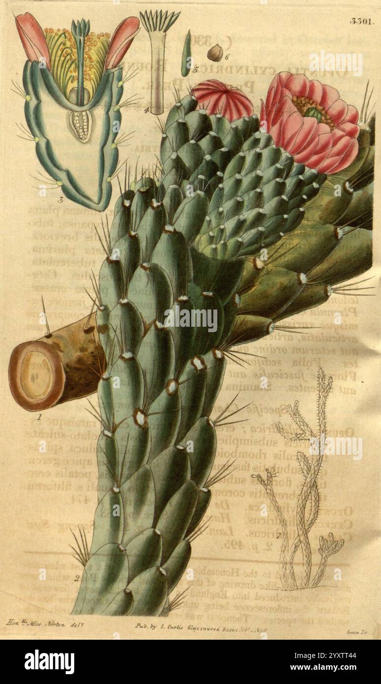 Curtis's Botanical Magazine, London, New York, Botanik, Zeitschriften, malerische Werke, Curtis, Eine detaillierte botanische Illustration, die einen Kakteen zeigt, mit segmentierten grünen Stielen, die mit leuchtenden rosa Blüten verziert sind. Die Zusammensetzung umfasst beschriftete Schnitte, die anatomische Details der Pflanze, wie die Blütenstruktur und die Stacheln, anzeigen und gleichzeitig eine Seitenansicht eines Zweiges anzeigen, der mit dem Hauptstamm verbunden ist. Im Hintergrund sind empfindliche Umrisse zusätzlicher Pflanzenformen zu sehen, die den wissenschaftlichen Schwerpunkt insgesamt verstärken. Stockfoto