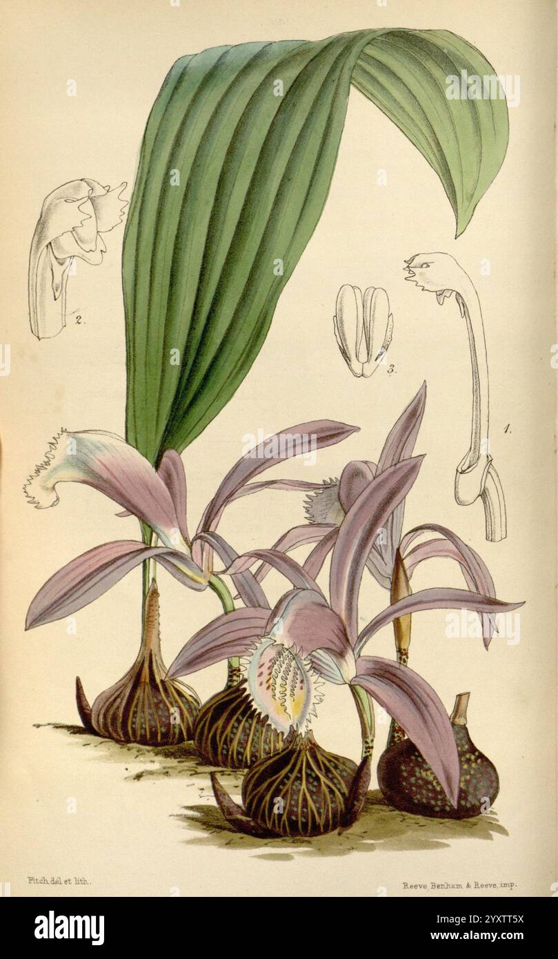 Curtis's Botanical Magazine London New York Botanical Zeitschriften Bildwerke Curtis, diese Illustration zeigt eine detaillierte Darstellung einer tropischen Orchideenart. Die Pflanze zeigt saftig grüne Blätter mit markanten Adern, die sich anmutig über drei Blüten erheben. Die Blüten weisen zarte Blütenblätter in Violettönen auf, mit komplizierten Mustern und Texturen, die ihre exotische Natur hervorheben. Unterhalb der Blüten deutet die bauchige Basis der Orchideenstruktur auf eine einzigartige Wachstumsgewohnheit hin. Die Hauptabbildung wird durch kleinere Diagramme ergänzt, die zusätzliche anatomische Details, einschließlich eines CLOs, enthalten Stockfoto
