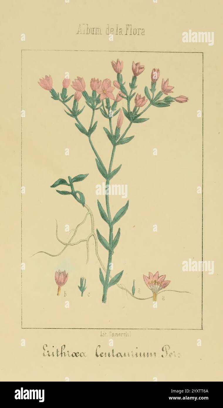 Album de la Flora me?Dico-Farmace?utica e? Industrie, Indi?gena y exo?tica Madrid impr. De la Galeria literaria 1862-64. Die botanische Illustration zeigt eine blühende Pflanze mit zarten rosafarbenen Blüten auf schmalen grünen Stielen. Die Blätter sind schlank und länglich und dehnen sich von der Basis der Pflanze aus. Unterhalb der Hauptblume befinden sich kleinere Knospen und eine einsame Blüte, die auf das Fortpflanzungsstadium der Pflanze hinweist. Die Abbildung ist mit dem wissenschaftlichen Namen „Eritheca centaurium“ gekennzeichnet und wird „L“ zugeschrieben Stockfoto