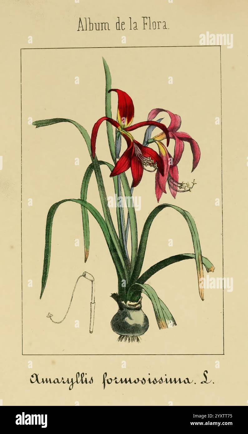 Album de la Flora me?Dico-Farmace?utica e? Industrie, Indi?gena y exo?tica, Madrid, Impr. De la Galeria literaria, 1862-64, Heilpflanzen, Bildwerke, Botanik, Economic, Eine wunderschön illustrierte botanische Darstellung mit der Amaryllis formosissima, allgemein bekannt als die Jamaika-Lilie. Das Kunstwerk fängt die markanten roten und violetten Blumen ein und zeigt ihre langen Blütenblätter und die markanten Fransenkanten. Ein schlanker, grüner Stiel unterstützt die Blüten, während saftig grüne Blätter an der Basis nach außen fächern. Unter der Abbildung ist der wissenschaftliche Name elegant eingeschrieben und fügt dem hinzu Stockfoto