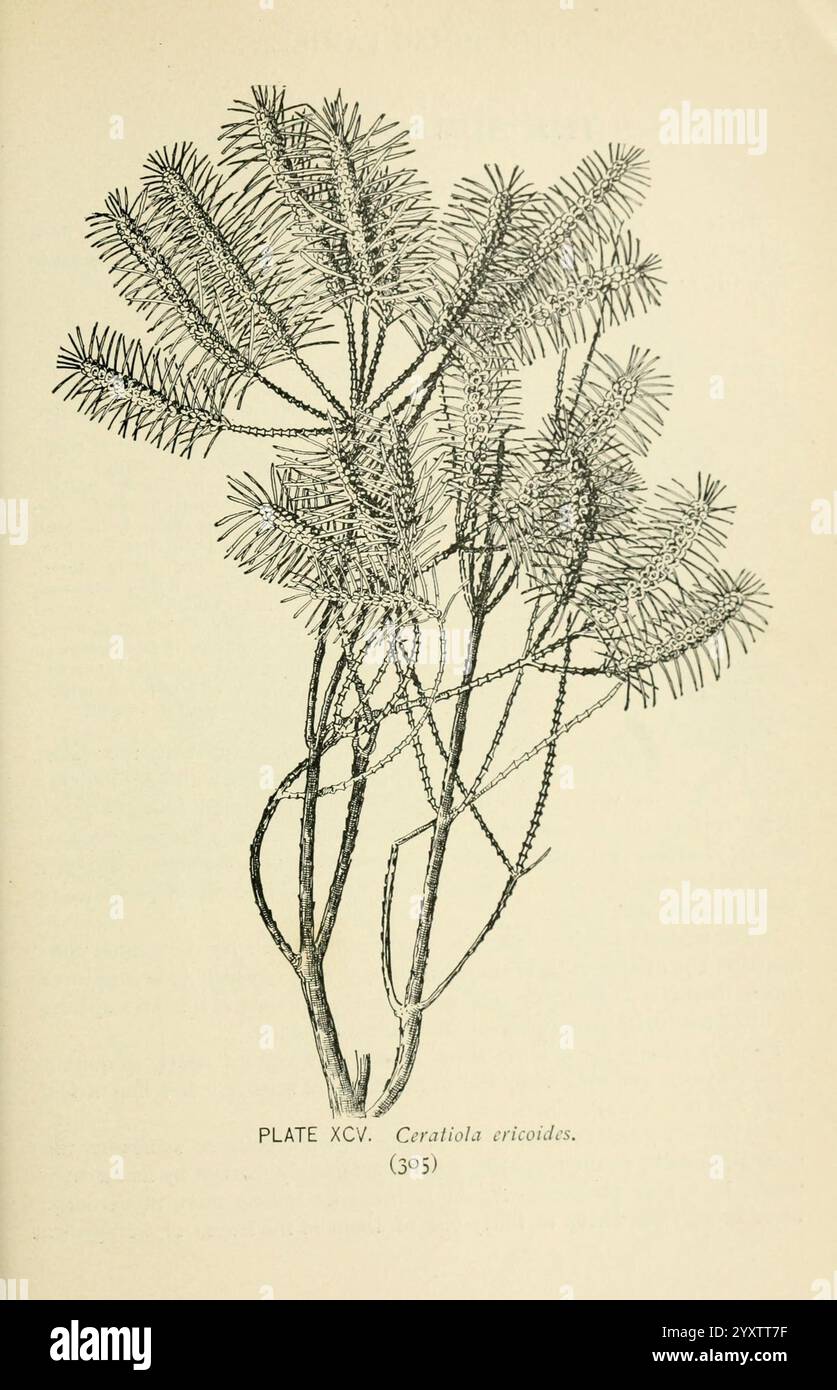 Südstaaten-Wildblumen und -Bäume, New York, Stokes [1901], Botanik, Blumen, südstaaten, Bäume, Frauen in der Wissenschaft, Marian Ellis Ryan Rowan, diese Abbildung zeigt eine Pflanze, die als Ceratitales ericoides identifiziert wurde, und zeigt ihre charakteristischen nadelförmigen Blätter und ihre Verzweigungsstruktur. Die Pflanze verfügt über eine Reihe von langen Stämmen, die sich nach oben erstrecken und von denen jeder mit feinen, spitzen Laubbäumen verziert ist. Die komplizierten Details unterstreichen die Symmetrie und einzigartige Form der Pflanze und unterstreichen ihr zartes Aussehen. Unter der Abbildung ist der Titel „PLATE XCV“ (PLATTE XCV) mit dem botanischen Namen und versehen Stockfoto