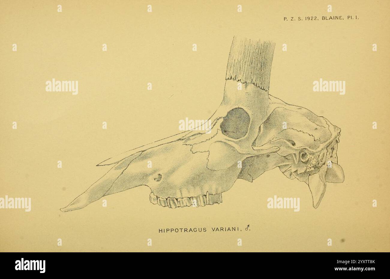 Die Illustration zeigt eine detaillierte anatomische Zeichnung des Schädels des Hippopotamus Amphibius, die seine Besonderheiten zeigt. Die seitliche Ansicht hebt die markanten Nasenöffnungen und die große, stabile Struktur des Schädels hervor, die für die Fütterung und das territoriale Verhalten des Tieres von wesentlicher Bedeutung ist. Die Beschriftung weist darauf hin, dass es sich um ein männliches Exemplar handelt, und die akribische Schattierung betont die Konturen und Morphologie der Knochenstruktur. Dieses Kunstwerk dient sowohl als pädagogische Referenz Stockfoto