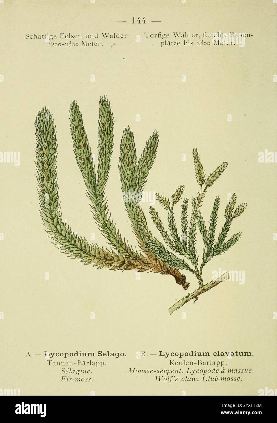 Alpen-Flora, Heidelberg, C. Winter, 1906, alps, Bergpflanzen, Bildwerke, Mäuseschlange, Wolfsklaue, Clubmoos, die Abbildung zeigt zwei verschiedene Arten von Clubmoosen, die beide durch ihre einzigartigen botanischen Eigenschaften bekannt sind. Auf der linken Seite mit der Aufschrift 'A - Lycopodium Selago' sehen wir eine detaillierte Darstellung des Tannenmoos mit schlanken, aufrechten Stängeln, die mit gewellten, nadelartigen Blättern verziert sind, die ihm ein gefiedertes Aussehen verleihen. Auf der rechten Seite zeigt die Bezeichnung B - Lycopodium clavatum, auch als Wolfsklaue oder Clubmoos bezeichnet, eine dichtere Formation mit kompakterer Wirbelsäule Stockfoto