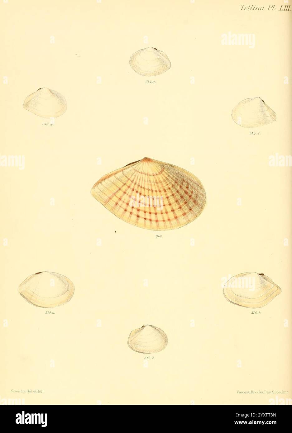 Conchologia Iconica oder Illustrations of the Muscheln of Molluscous Animals, London, Reeve, Brothers, 1843-1878, Weichtiere, Bildwerke, Muscheln, Eine Sammlung wunderschön gerenderter Illustrationen, die eine Vielzahl von Muscheln darstellen und ihre einzigartigen Formen und Muster zeigen. Jede Schale wird aus mehreren Perspektiven präsentiert und hebt ihre komplexen Designs und Texturen hervor. Die Schalen weisen glatte, geschwungene Kanten mit ausgeprägten radialen Linien und subtilen Farbvariationen auf, von weichen Cremes bis zu tieferen Erdtönen. Die akribische Liebe zum Detail unterstreicht die natürliche Schönheit und Vielfalt Stockfoto