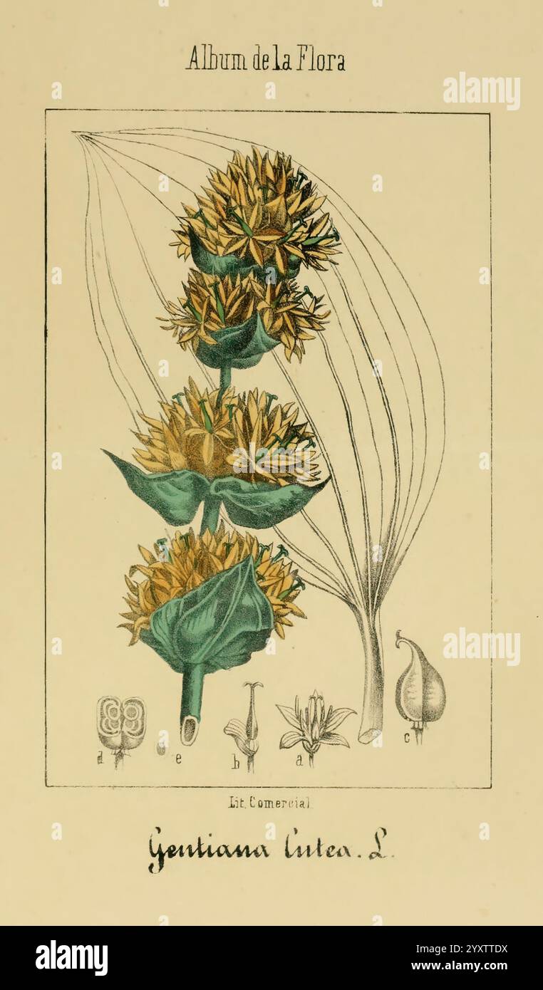 Album de la Flora me?Dico-Farmace?utica e? Industrie, Indi?gena y exo?tica, Madrid, Impr. De la Galeria literaria, 1862-64, Wirtschaft, Botanik, Heilpflanzen, der New York Botanical Garden, malerische Werke, die Illustration zeigt *Gentiana lutea* L., allgemein bekannt als gelber Enzian, dargestellt mit seiner markanten aufrechten blühenden Struktur. Die leuchtenden gelben Blütenbündel sind deutlich sichtbar, umgeben von breiten, lanzenförmigen Blättern, die am Fuß eine Rosette bilden. Zusätzlich enthält die Komposition detaillierte Zeichnungen der Blumenanatomie und der Samenstrukturen der Pflanze, emp Stockfoto