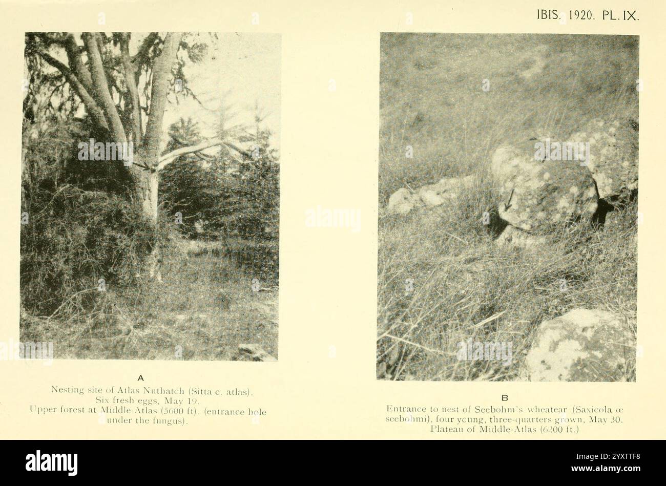 Ibis London wurde für die British Ornithologists' Union von Academic Press Ornithology Periodicals veröffentlicht. Das Bild zeigt zwei detaillierte Illustrationen oder Skizzen. Der obere Abschnitt mit der Bezeichnung „B“ zeigt eine strukturierte felsige Oberfläche mit einer sichtbaren Schildkröte oder Schildkröte, die teilweise zwischen den Steinen und der umgebenden Vegetation verborgen ist. Das getarnte Erscheinungsbild unterstreicht die harmonische Mischung aus natürlichen Elementen. Der untere Abschnitt mit der Aufschrift „A“ präsentiert einen hohen, knorrigen Baum, der in einer rauen Umgebung gefangen wurde und von dichtem Laub umgeben ist, der die Ästhetik der Wildnis unterstreicht. Die komplizierten Details von Th Stockfoto