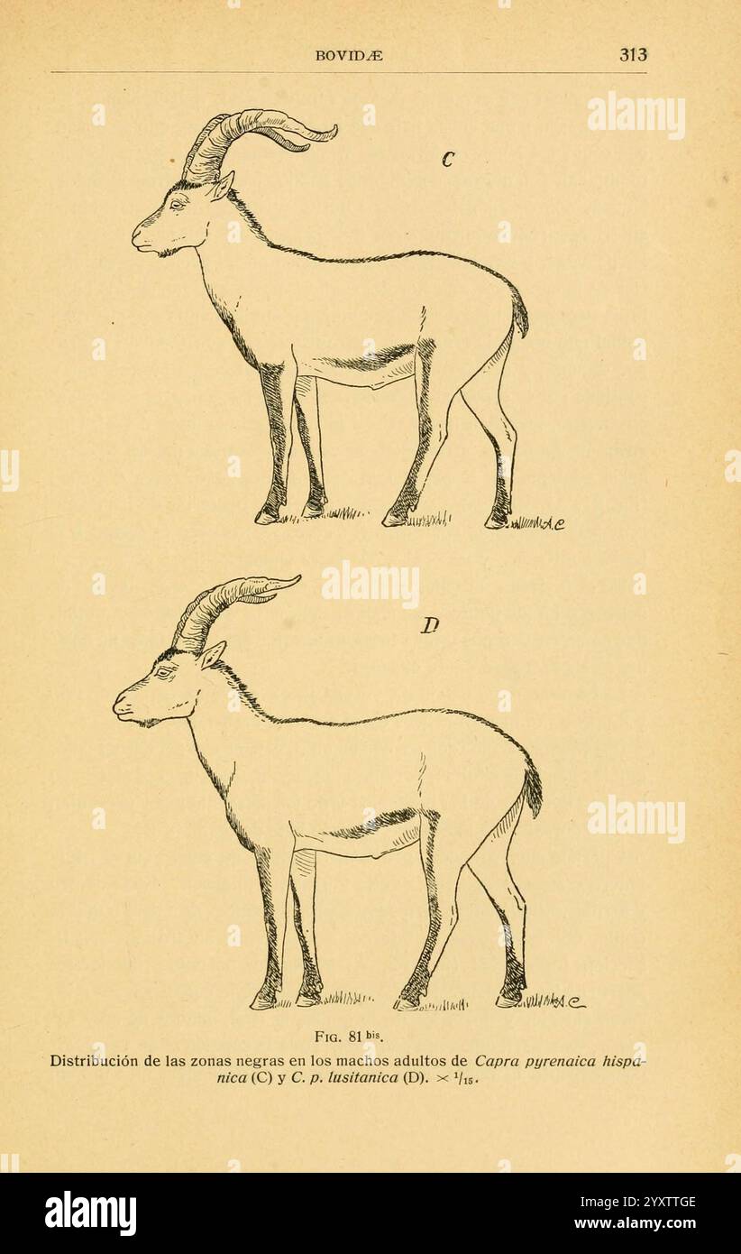 Fauna Ibérica, mamíferos, Madrid, Museo Nacional de Ciencias Naturales, 1914, Säugetiere, Spanien, taxonomy:trinomial= caprapyrenaicahispanica, Taxonomy:trinomial= caprapyrenaicalusitanica, Steinbock, diese Abbildung zeigt zwei detaillierte Darstellungen einer Ziegenart, die wahrscheinlich für einen wissenschaftlichen oder pädagogischen Kontext bestimmt ist. Die erste Illustration mit dem Titel „C“ zeigt die anatomische Struktur von *Capra pyrenaica hispanica* und hebt seine besonderen physischen Eigenschaften hervor, wie die gekrümmten Hörner, die Körperform und die Beinstruktur. Die zweite Abbildung mit der Bezeichnung ''D' stellt *Capra iberica*, displayin dar Stockfoto