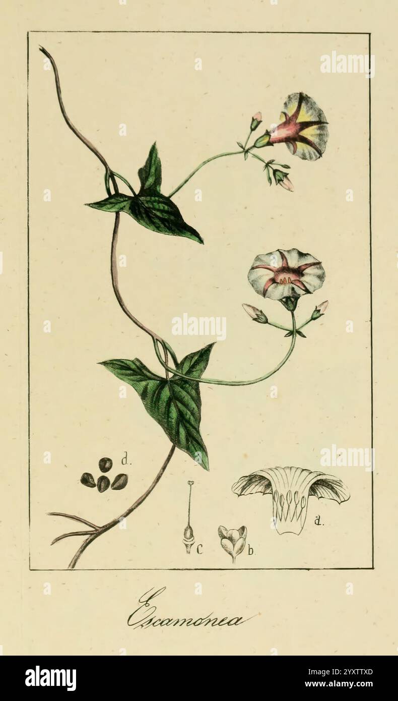 Album de la Flora me?Dico-Farmace?utica e? Industrie, Indi?gena y exo?tica Madrid, impr. De la Galeria literaria, 1862-64. Wirtschaft, Botanik, Heilpflanzen, der New York Botanical Garden, malerische Werke, Eine botanische Illustration mit einer schlanken Weinrebe mit zarten, trompetenförmigen Blüten in sanften Tönen. Die Blätter der Pflanze sind herzförmig und üppig und klettern anmutig entlang einer sich verdrehenden Ranke. Unter der Hauptabbildung werden detaillierte Zeichnungen der Blütenteile, einschließlich des Kelchs und der Fortpflanzungsstrukturen, zur wissenschaftlichen Referenz präsentiert. Die Anlage trägt die Aufschrift „Eranth“ Stockfoto