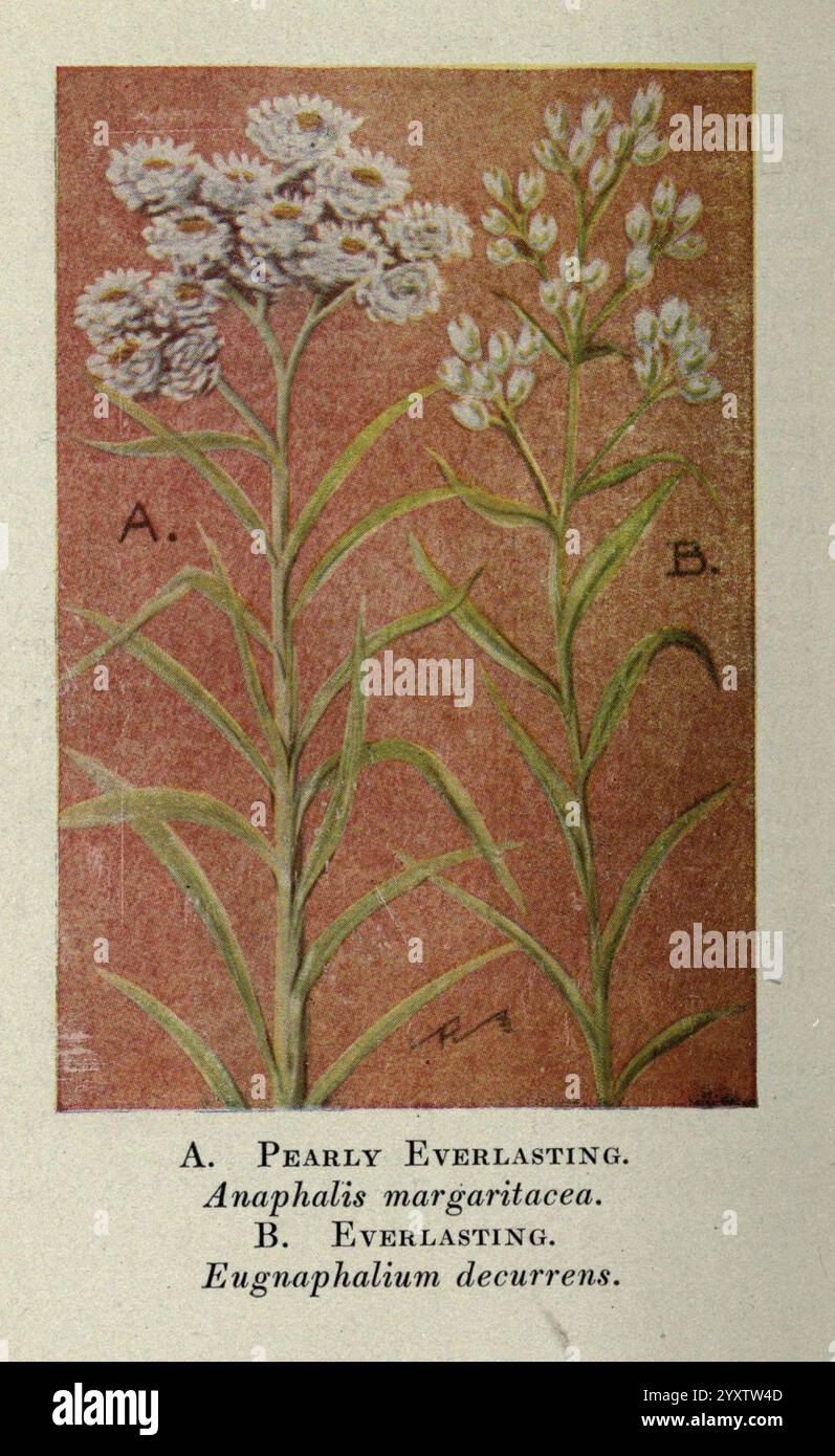 Wild, Blumen, Ost, von, die, Rockies, New York, 1910, Vereinigte Staaten, Wildflowers, die Illustration zeigt zwei verschiedene Pflanzenarten mit der Bezeichnung A und B. A mit dem Titel „Pearly Everlasting“ (Anaphalis margaritacea). Sie zeigt Gruppen kleiner, weißer Blüten mit abgerundeten Blütenblättern, die vom Blütenkopf ausstrahlen und an schlanken grünen Stielen stehen. Seine Blätter sind schmal und lanzenförmig, abwechselnd entlang des Stiels angeordnet, was zu seinem zarten Aussehen beiträgt. B, bezeichnet als „Everlasting“ (Eugnaphalium decurrens), zeigt größere, schmale Spitzen, die mit langen weißen Blüten verziert sind. Das Arrang Stockfoto