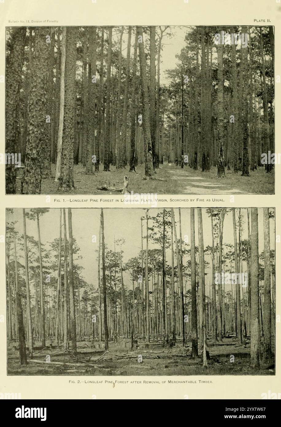 Die, Holz, Kiefern, von, die, Süden, USA, Washington, Regierung, Druck, aus, 1896, pinus, Süden, staaten, Wood zeigt die Szene zwei kontrastierende Darstellungen eines langen Kiefernwaldes in Louisiana. Der obere Abschnitt zeigt einen dichten, von Feuer verwüsteten Wald mit geschwärzten Stämmen und einer rauen Landschaft, die die Zerstörung durch die Flammen unterstreicht. Im Gegensatz dazu zeigt der untere Abschnitt denselben Wald nach dem Entfernen bestimmter Bäume, wodurch eine offenere und weniger übersichtliche Umgebung entsteht. Dieser Wandel verdeutlicht die Auswirkungen sowohl von Naturkatastrophen als auch von menschlichem Eingreifen Stockfoto