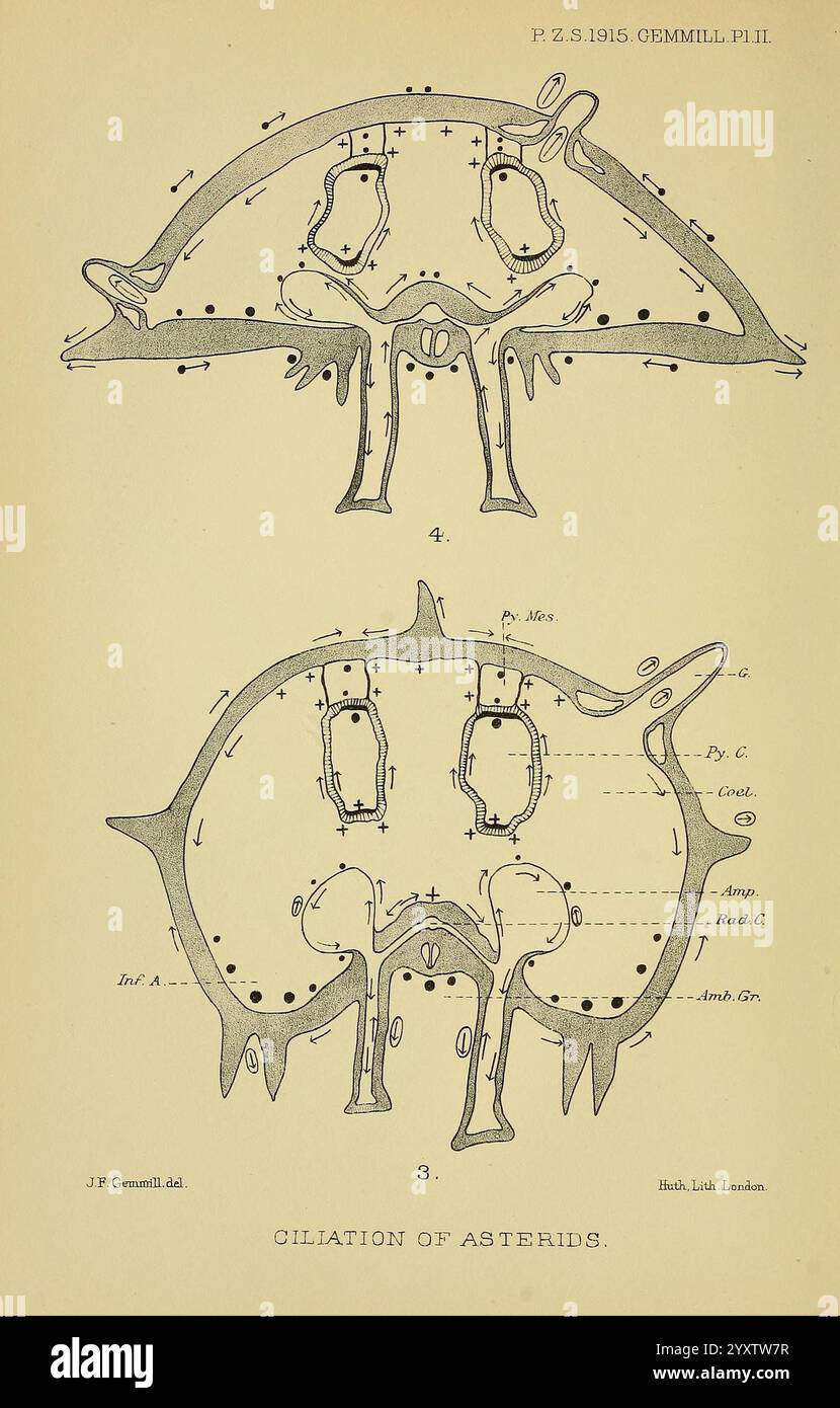 Die Illustration präsentiert eine detaillierte anatomische Untersuchung der Asteroiden, die die morphologischen Merkmale dieser Meeresorganismen zeigt. Das Diagramm ist in zwei Abschnitte unterteilt, in denen beschriftete Teile spezifische Strukturen hervorheben. Jede Bezeichnung bezieht sich auf bestimmte anatomische Merkmale, wie z. B. das „Rad“. (Radius), ''Arm''. (Arm) und Markierungen, die wahrscheinlich auf verschiedene Öffnungen oder strukturelle Elemente des Asteriden hinweisen. Die komplizierten Linien und Punkte geben Einblicke in die Komplexität ihrer Physiologie, Forts Stockfoto