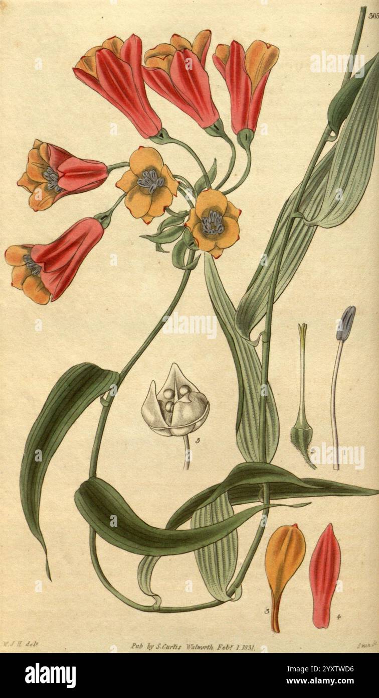 Curtis's Botanical Magazine London New York usw. Botanik-Zeitschriften Bildwerke Curtis, die Illustration zeigt eine lebhafte Komposition blühender Pflanzen, die längliche Stämme mit roten und gelben Blüten verziert zeigt. Die Blüten sind in unterschiedlichen Blütestadien dargestellt, was ihre komplizierten Blütenblätter hervorhebt. Die Hauptflorenanordnung umgibt detaillierte Studien einzelner Blütenbestandteile, einschließlich Blütenblätter und Fortpflanzungsstrukturen, die präzise dargestellt werden. Dieses botanische Kunstwerk fängt die zarte Schönheit und Komplexität der Pflanzenart Empha ein Stockfoto