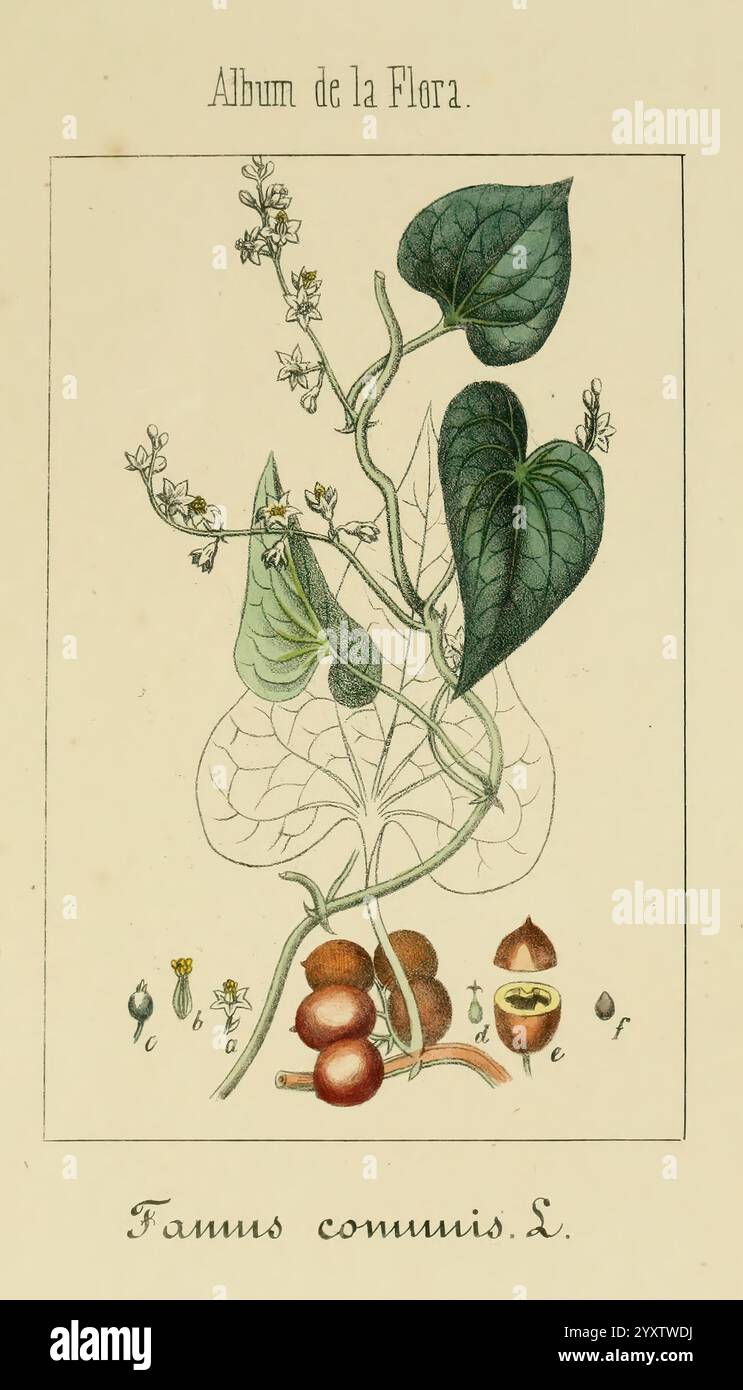 Album de la Flora me?Dico-Farmace?utica e? Industrie, Indi?gena y exo?tica, Madrid, Impr. De la Galeria literaria, 1862-64, Heilpflanzen, Bildwerke, Botanik, ökonomisch, Eine botanische Illustration mit der detaillierten Darstellung der Pflanzenart **Famus communis** L. das Kunstwerk enthält markante grüne herzförmige Blätter und zarte Blüten, die mit schlanken Stielen verwoben sind. Unter dem Laub sind mehrere runde Früchte abgebildet, die ihre glatte Textur zeigen. Die Zusammensetzung wird durch die Liebe zum Detail verstärkt, die sowohl die Struktur der Pflanze als auch ihr Reprodu hervorhebt Stockfoto
