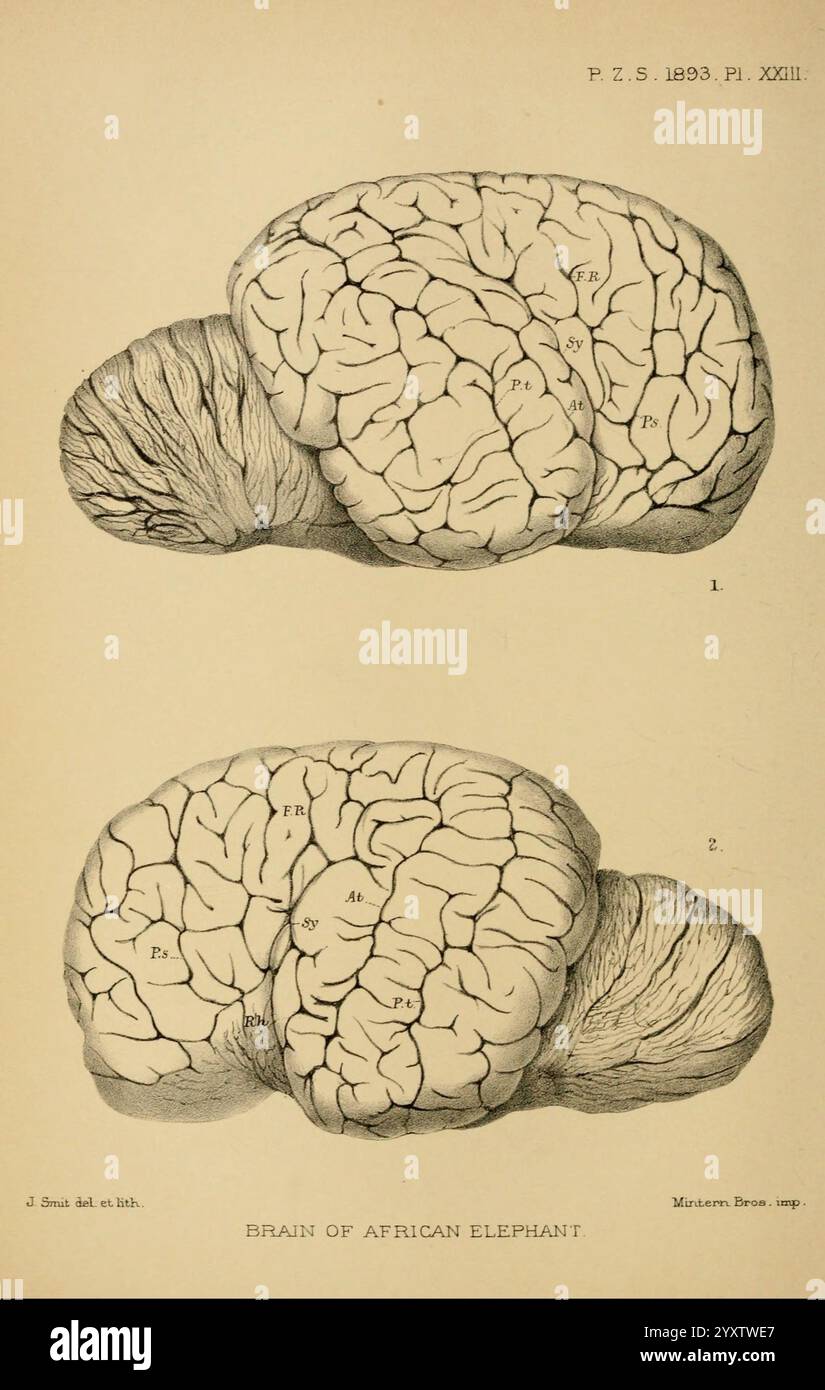 Diese Illustration zeigt detaillierte anatomische Untersuchungen des Gehirns eines afrikanischen Elefanten, wobei die Größe und die komplizierte Oberflächenstruktur der Zoological Society of London, London, Academic Press Periodicals, Zoology, dargestellt werden. Das Gehirn wird in zwei Ansichten dargestellt, wobei verschiedene Merkmale und Bereiche hervorgehoben werden, die für die Untersuchung gekennzeichnet sind. Jeder Abschnitt ist sorgfältig gezeichnet, um einen Einblick in die Falten und Lappen der Großhirnrinde des Elefanten zu geben, begleitet von Kennbuchstaben als Referenz. Die wissenschaftliche Notation und sorgfältige Abgrenzung spiegeln eine historische Perspektive auf Neurologica wider Stockfoto