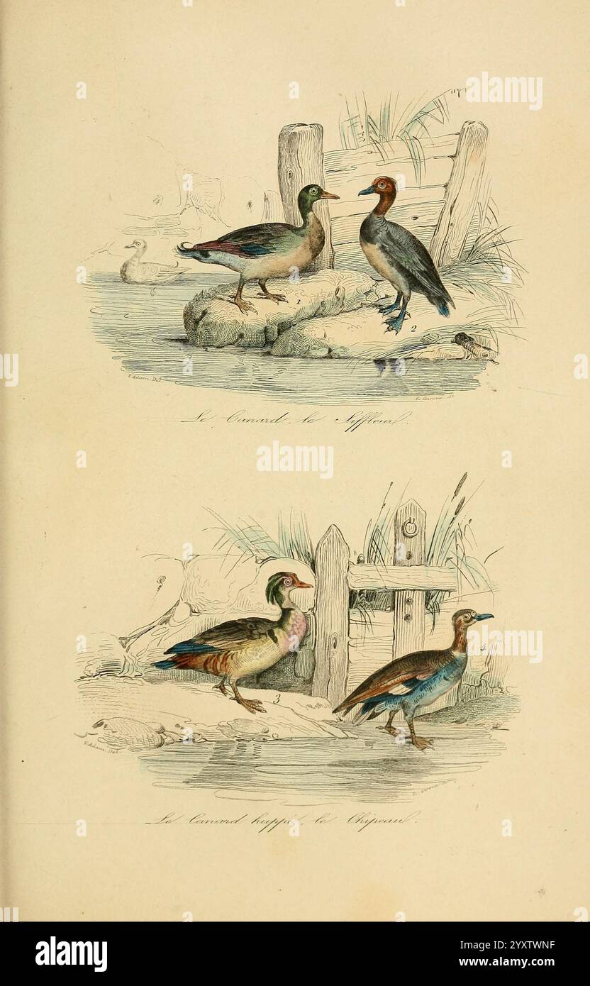 Keepake, d'histoire naturelle, Londres, Bazouge-Pigoreau, 1838, Vögel, Klassifizierung, Bildwerke, zwei Entenpaare sind in einer ruhigen natürlichen Umgebung dargestellt. Die obere Abbildung zeigt eine männliche und weibliche Ente auf einem Felsen, umgeben von sanftem Wasser und üppiger Vegetation. Das Männchen zeigt leuchtendes grünes und braunes Gefieder, während das Weibchen eher gedämpfte Töne aufweist, die sich harmonisch mit ihrer Umgebung verbinden. In der unteren Abbildung sind eine männliche und weibliche Ente in der Nähe eines rustikalen Holzzauns dargestellt, wobei die männlichen Enten in auffälligen Farben wie Petrol und Kastanien zu sehen sind. Das Weibchen erscheint mehr Stockfoto