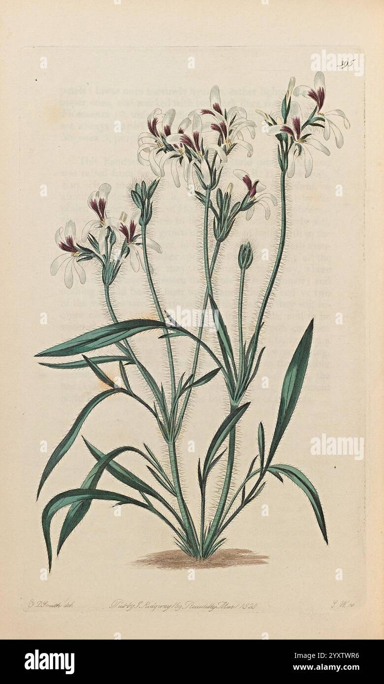 Geraniaceae, London, gedruckt für James Ridgway, Piccadilly, 1820-1830, 19. Jahrhundert, England, Gravuren, Geraniaceae, Geranien, Großbritannien, Handmalerei, diese Illustration zeigt eine zarte blühende Pflanze mit schlanken, aufrechten Stängeln, die mit weißen Blütenbündeln verziert sind, die jeweils einen dezenten violetten Hauch an der Basis der Blütenblätter aufweisen. Die Blätter sind schmal und lang und ragen aus der Basis der Pflanze hervor, was zu ihrer eleganten Struktur beiträgt. Der Hintergrund sorgt für eine leichte Textur, die die Details des Blumenarrangements und das komplizierte Design des Blütenblatts unterstreicht Stockfoto