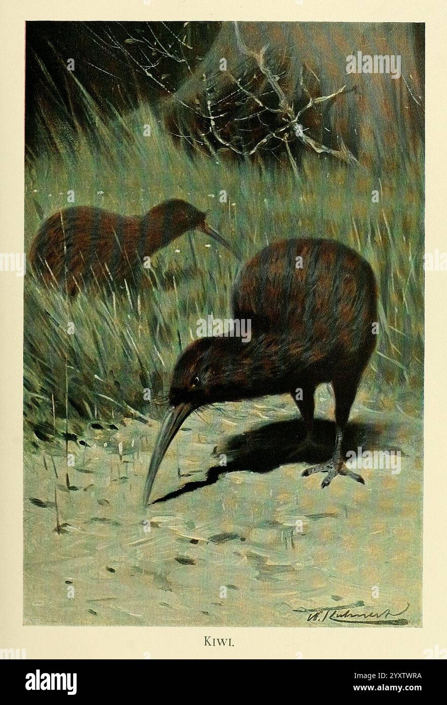 Wild Life of the World, London, F. Warne und Co, 1916, Zoologie, Kiwi, Kiwi, Friedrich Wilhelm Kuhnert, Richard Lydekker, Ornithologie, Vögel, neuseeländische Arten, Apteryx mantelli, North Island Brown Kiwi., Ein Kiwi-Vogel sucht am Boden nach Insekten und Würmern. Die braunen, gesprenkelten Federn fügen sich nahtlos in die Erdtöne der Umgebung ein und bilden eine Tarnung zwischen Gras und Laub. Im Hintergrund ist ein weiterer Kiwi teilweise sichtbar, der ebenfalls auf der Suche ist. Die Szene fängt die nächtlichen Gewohnheiten dieser fluglosen Vögel ein, Empha Stockfoto