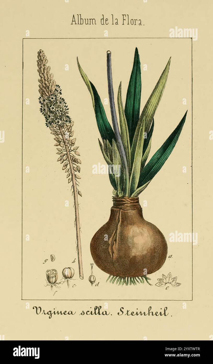 Album de la Flora me?Dico-Farmace?utica e? Industrie, Indi?gena y exo?tica, Madrid, Impr. De la Galeria literaria, 1862-64, Heilpflanzen, Bildwerke, Botanik, ökonomisch, eine künstlerische Illustration, die zwei botanische Elemente zeigt. Auf der linken Seite befindet sich ein hoher, eleganter Blütenstängel mit langen Blättern, der durch komplizierte Details gekennzeichnet ist, die seine natürliche Schönheit unterstreichen. Auf der rechten Seite befindet sich eine bauchige Vase mit einer leuchtend grünen Pflanze mit starken, aufrechten Blättern, die das florale Design ergänzen. Unter der Abbildung befindet sich die Beschriftung „Vigineas scilla. Steinheil'' fügt einen wissenschaftlichen Touch hinzu, der den Scie andeutet Stockfoto