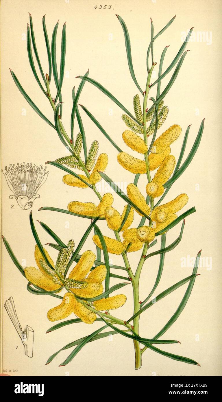 Acacia oncinophylla Fotos und Bildmaterial in hoher Auflösung Alamy