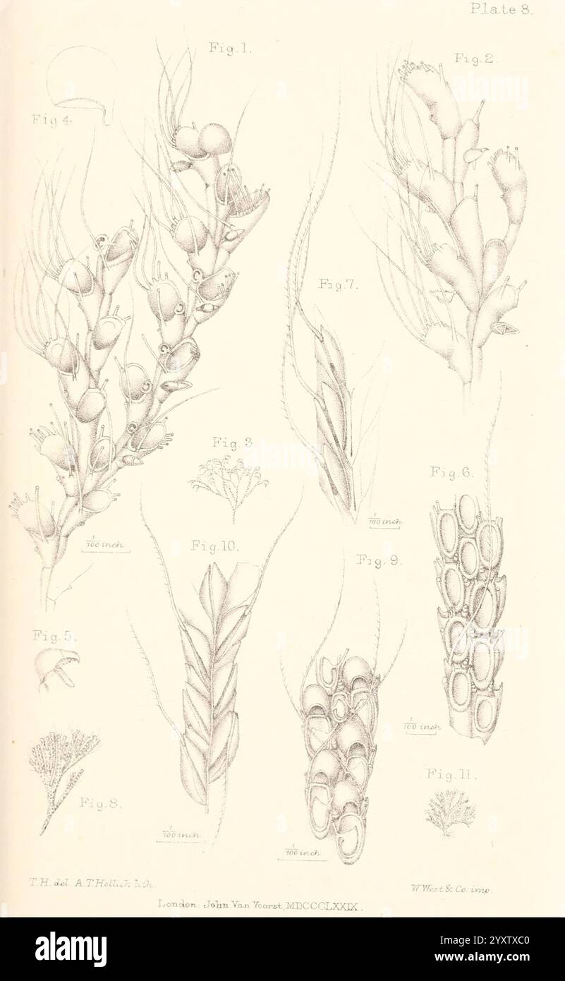 Eine Geschichte der britischen Marine Polyzoa, London, J. Van Voorst, 1880, Bryozoa, eine detaillierte Illustration mit verschiedenen botanischen Exemplaren, die sorgfältig mit den Zahlen versehen sind, die jeder Figur entsprechen. Die Zusammensetzung umfasst eine Vielzahl von Pflanzenstrukturen wie Samenkapseln, Stämme und Blumenarrangements, die in feinen, zarten Linien dargestellt werden. Die Abbildungen zeigen verschiedene Wachstumsmuster und Morphologien, wobei die komplizierten Details jedes Exemplars hervorgehoben werden und ihre einzigartigen Merkmale hervorgehoben werden. Beschriftungen bieten Klarheit über bestimmte Funktionen und verbessern so das Verständnis des bota Stockfoto